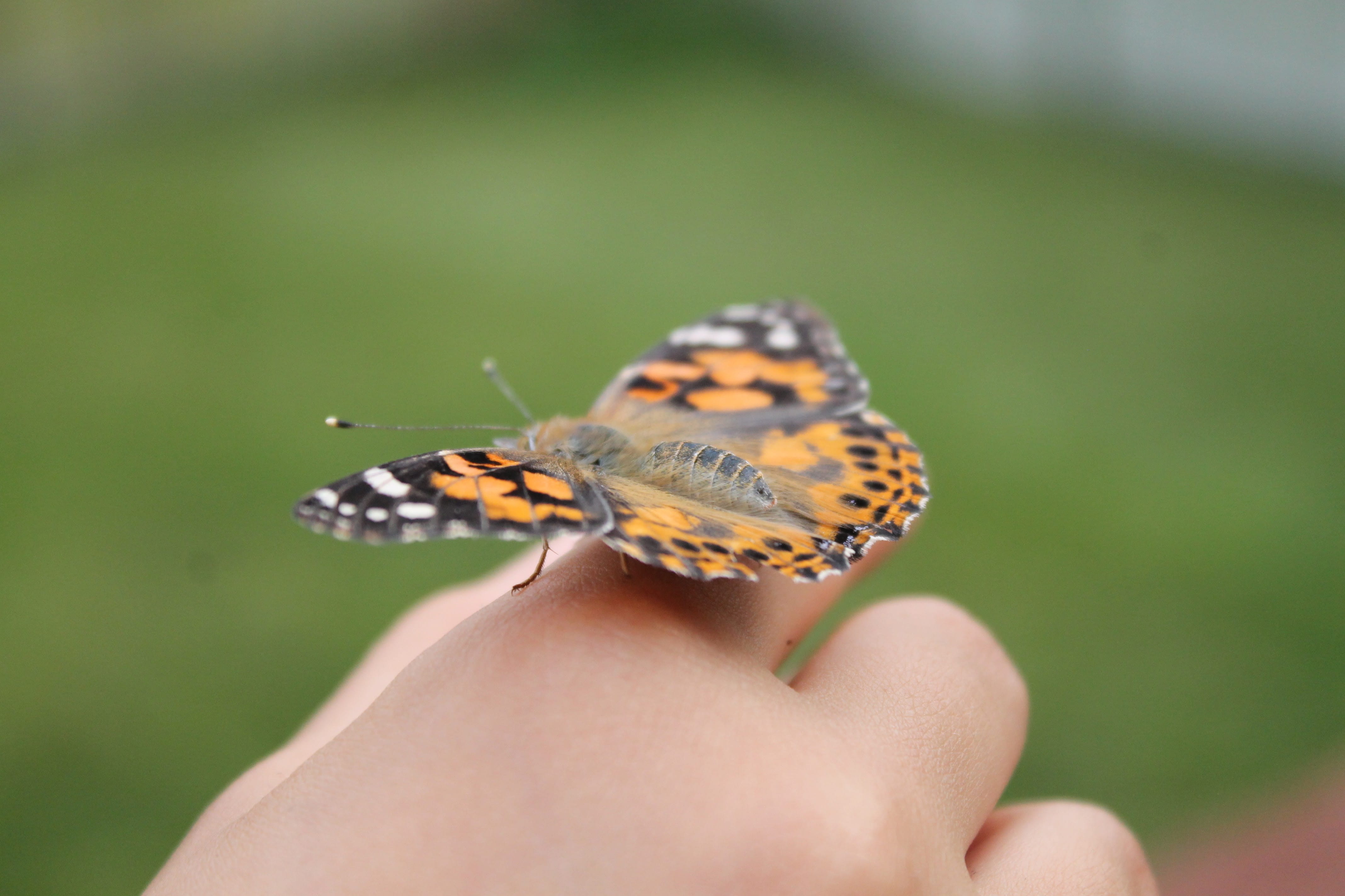 insect, one animal, human limb, human hand, one person, nature, human body part, new life, metamorphosis, summer, change, human finger, unrecognizable person, HD Wallpaper