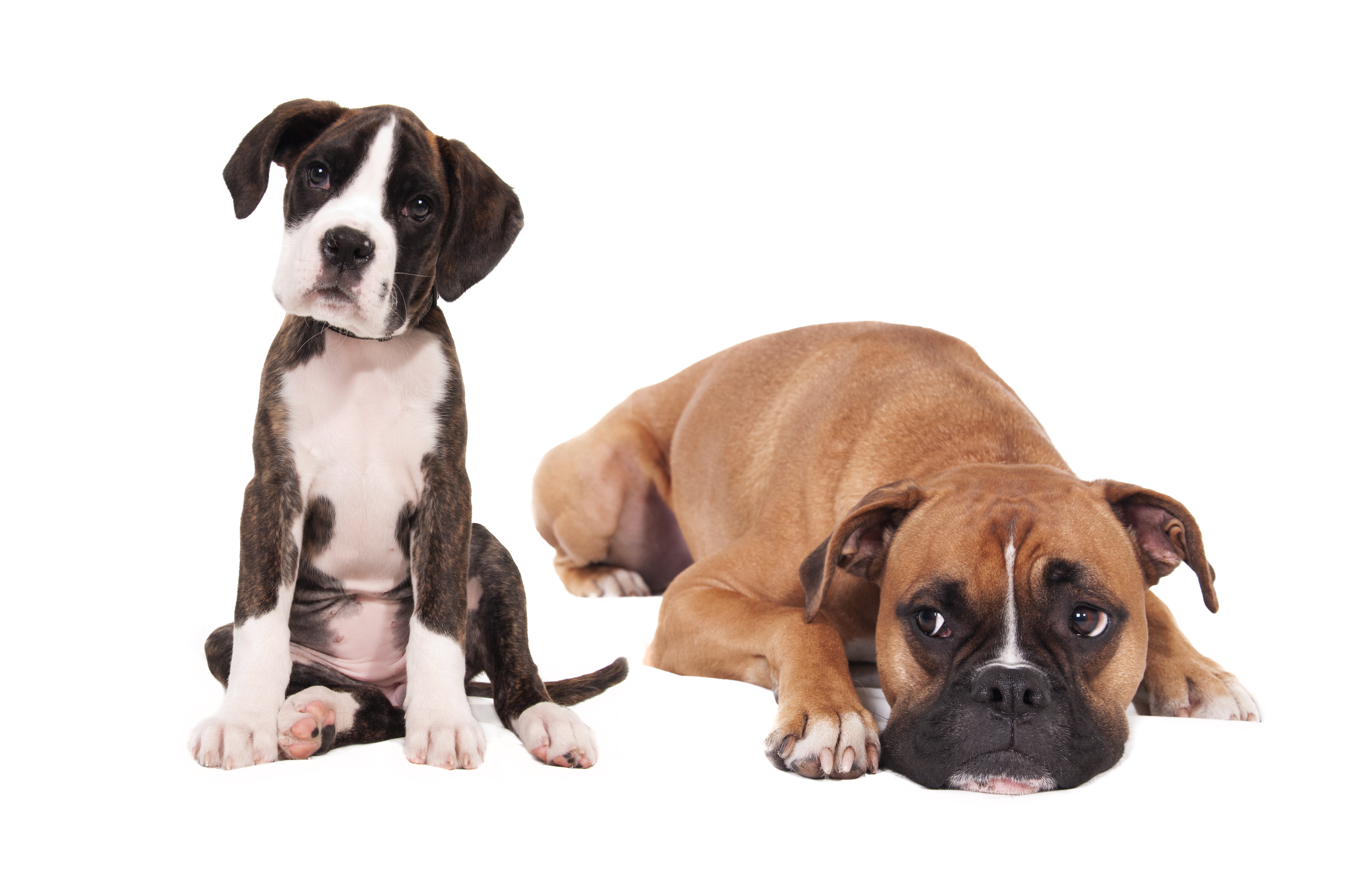 white Background, young Animal, dog, obedience, humor, mammal, cute, bulldog, one Animal, animals And Pets, isolated On White, photoshoot, canine, 5K, HD Wallpaper
