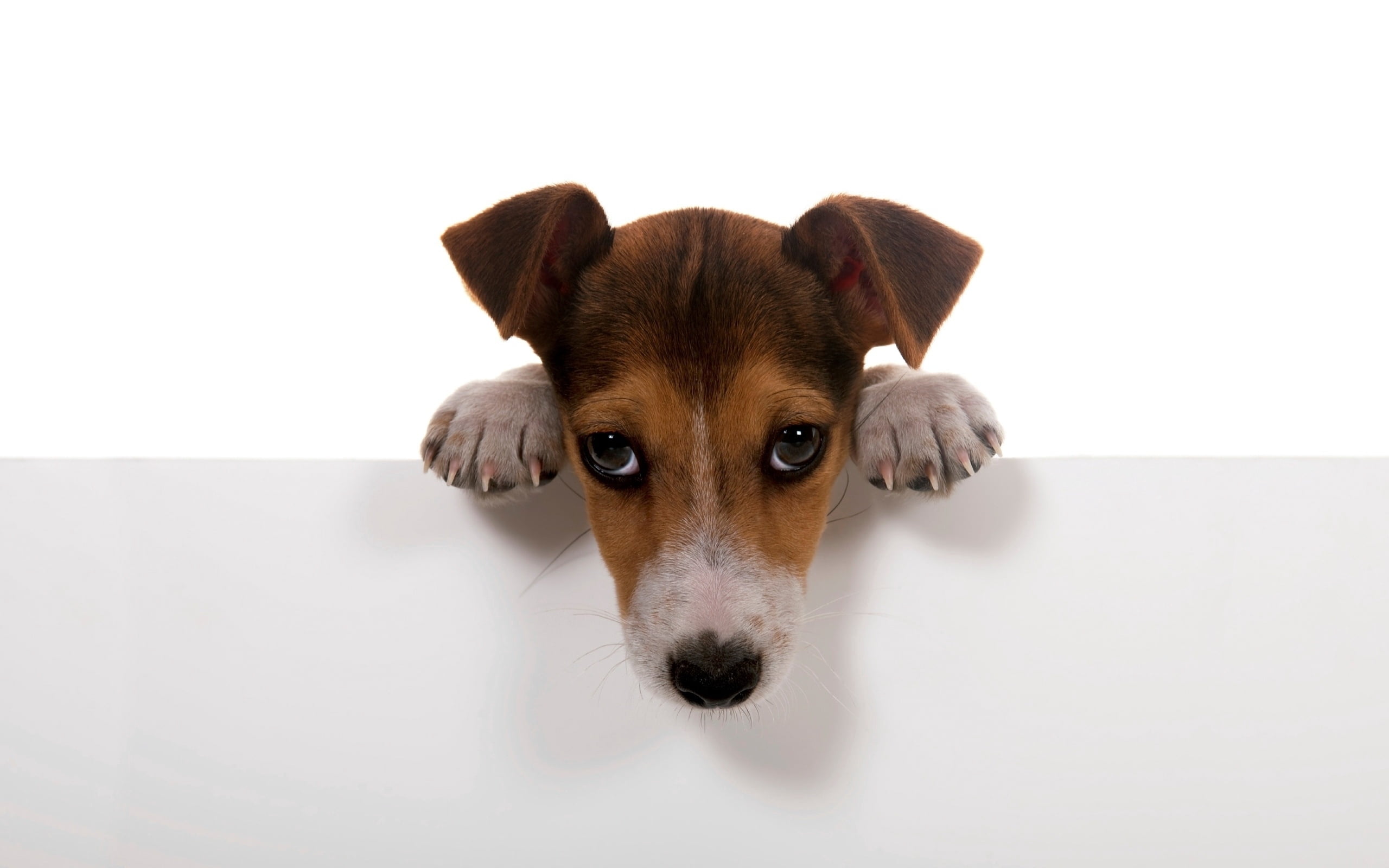 young Animal, white Background, domestic Animals, curiosity, short, dog, cute, looking at camera, domestic, purebred Dog, fun, brown, muzzle, animal body part, HD Wallpaper