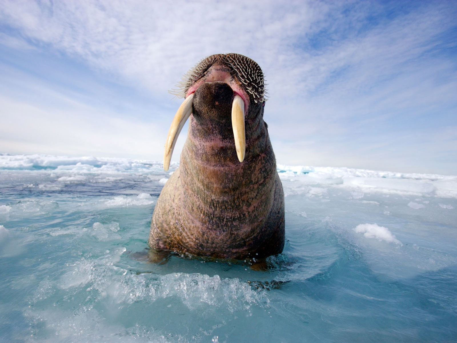 720P, Walrus, Ice, Sea, HD Wallpaper