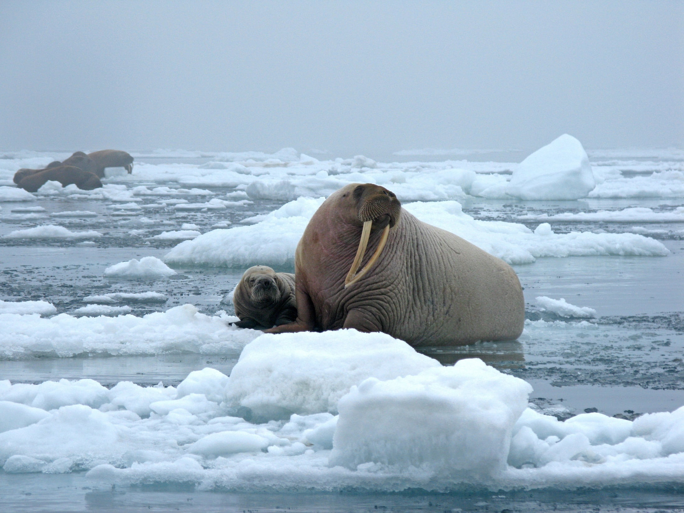 bull walrus, day, one animal, underwater, outdoors, photography, sea, lion, blubber, seal - animal, marine, tusks, animals in the wild, animal wildlife, HD Wallpaper