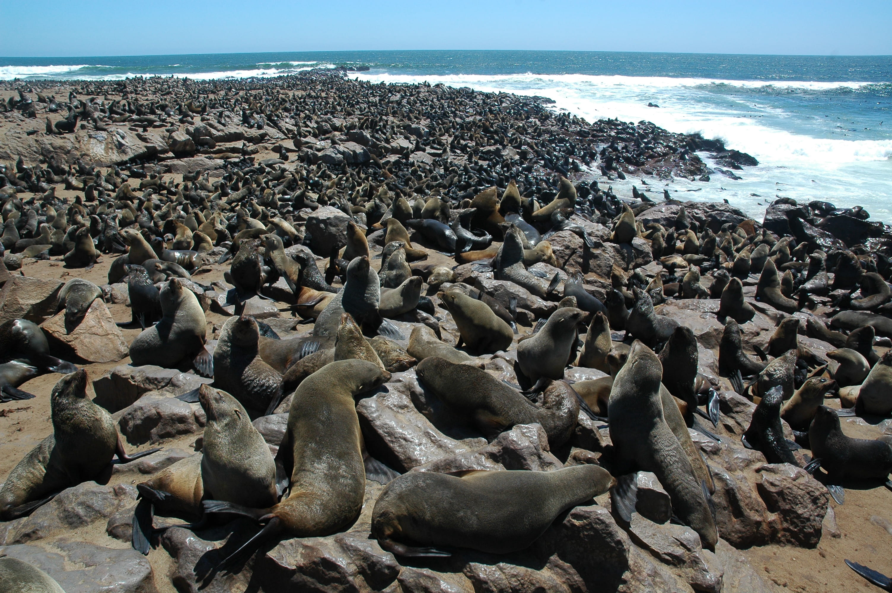 sky, cape cross, seal, herd, scenics - nature, water, black, 2K, no people, lions, tranquility, sea life, pebble, dog, sea, horizon over water, outdoors, HD Wallpaper