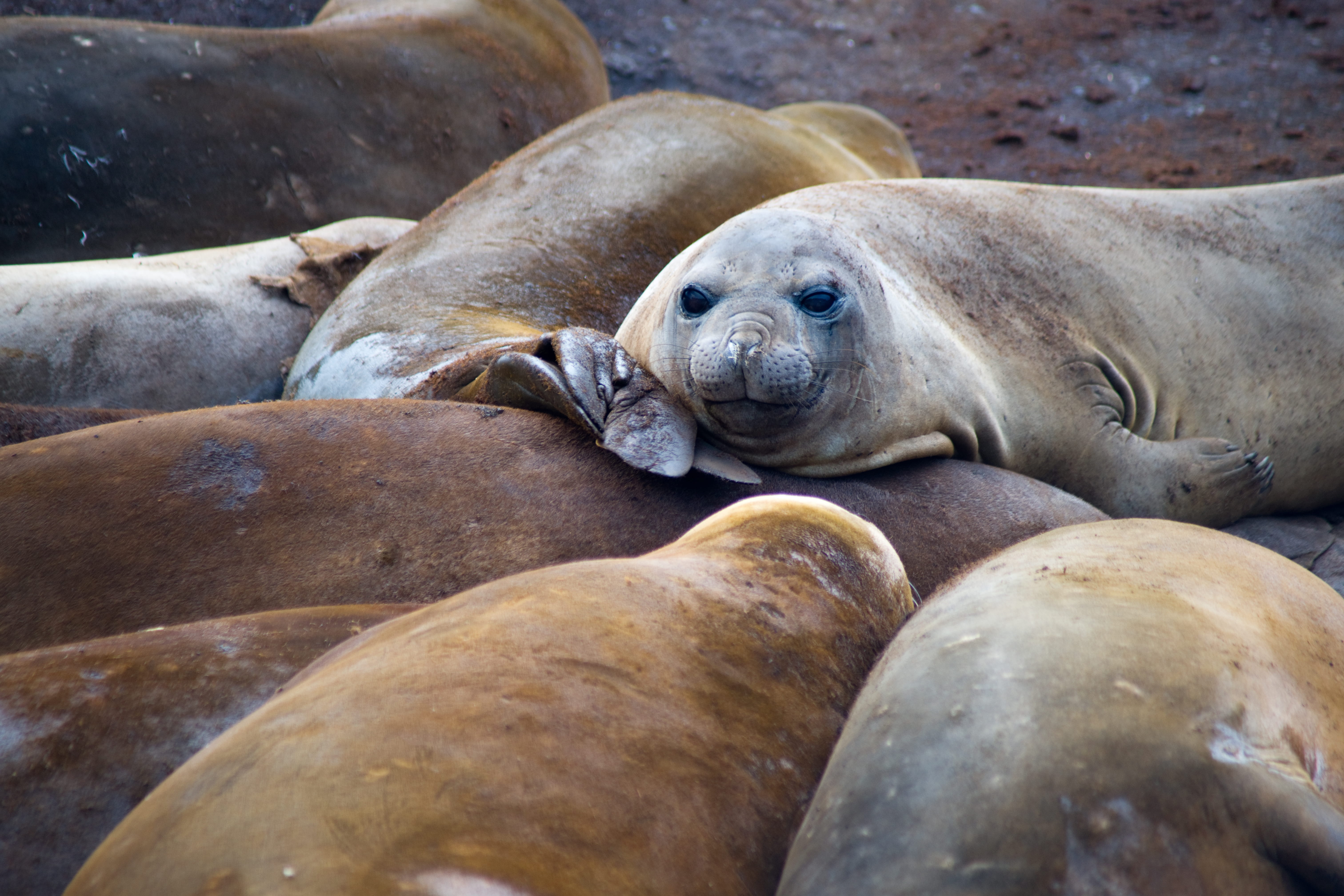 underwater, animal wildlife, relaxation, sea lion, sea, seal - animal, animals in the wild, whisker, animal family, outdoors, lion, sleeping, lazy, wildlife, HD Wallpaper