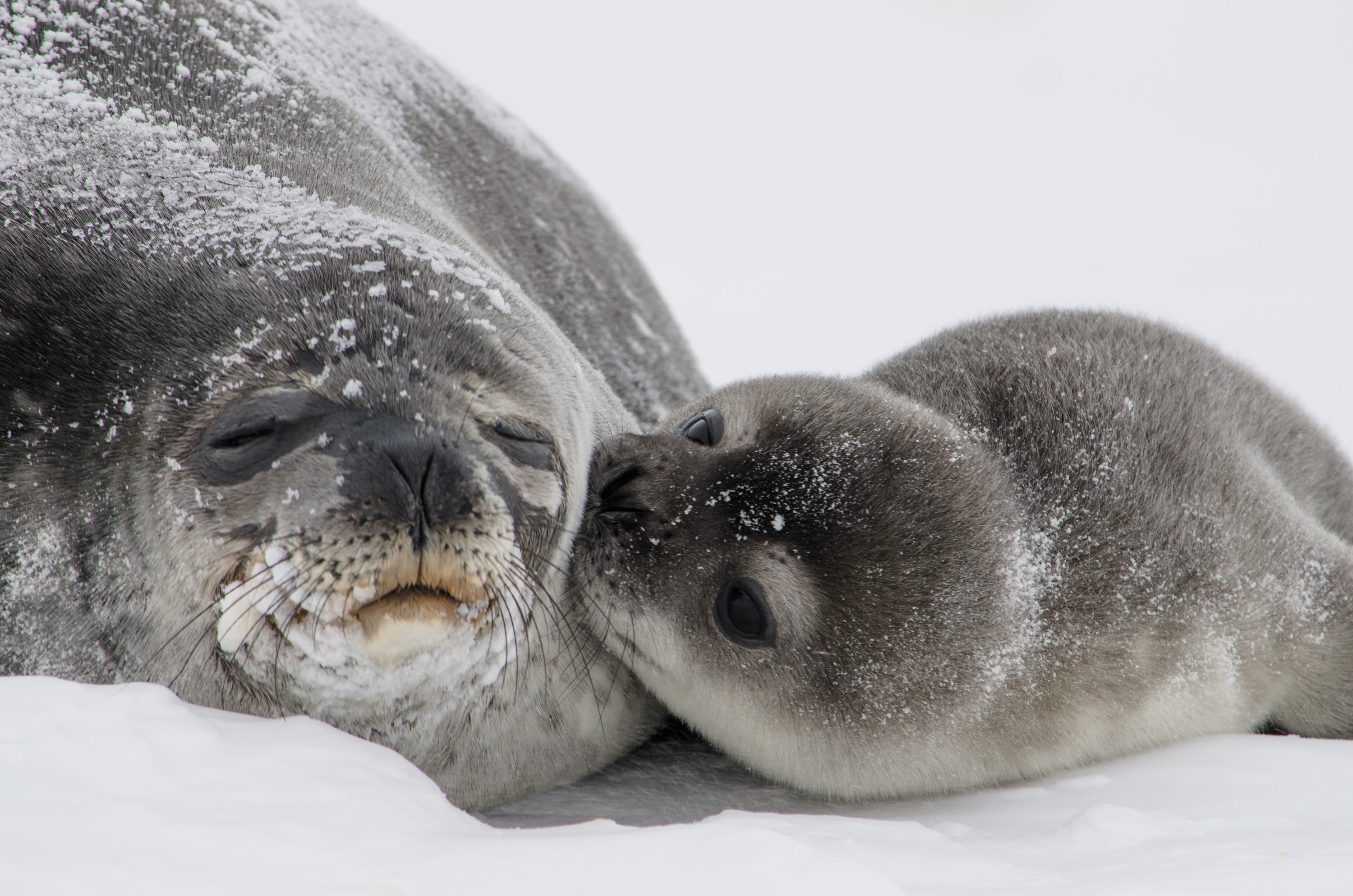 aquatic mammal, snow, young, newborn, seal - Animal, portrait, animal, kisses, animals in the wild, marine, cold temperature, winter, lions, two, cute, HD Wallpaper