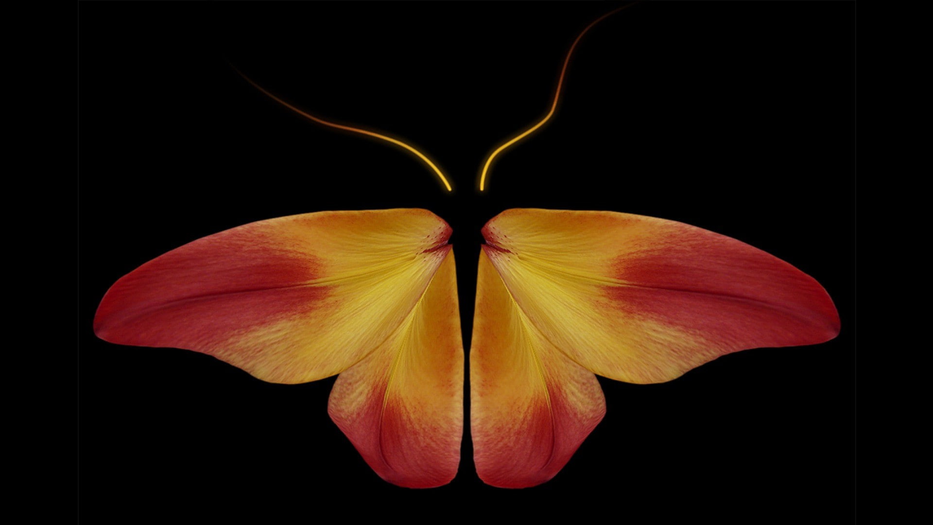 photography, growth, leaves, digital composite, beauty in nature, freshness, vulnerability, flowering plant, plant, indoors, petal, nature, 1080P, abstract, HD Wallpaper