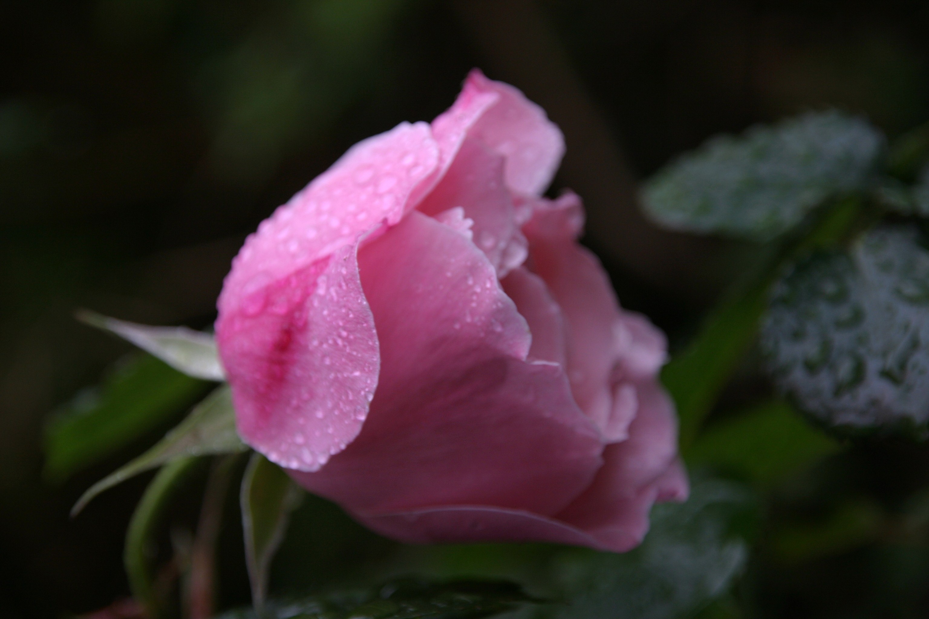 springtime, fresh, flower head, rose - flower, valentine, flowering plant, romantic, nature, rose, wet, purity, vulnerability, bloom, open, happy, gift, HD Wallpaper