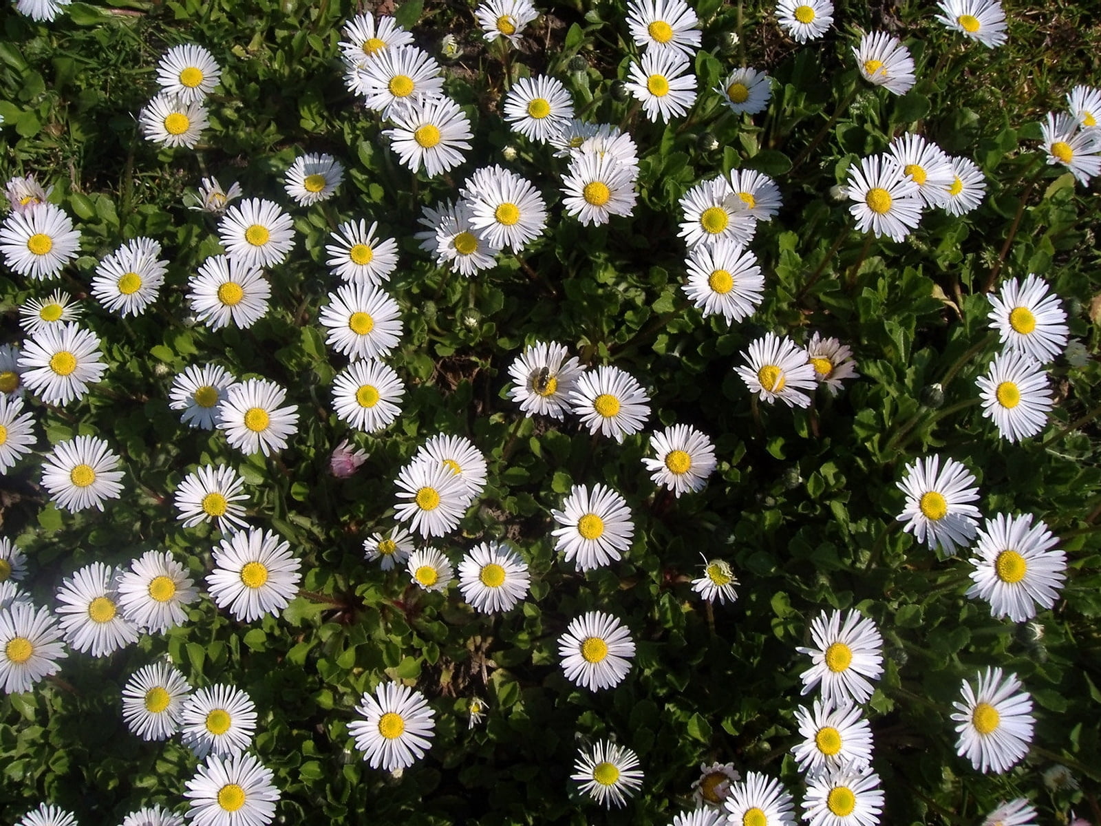 fragility, petal, full frame, vulnerability, close-up, flowers, leaf, vector, daisy, high angle view, white, outdoors, herbs, pollen, chamomile, grass, HD Wallpaper