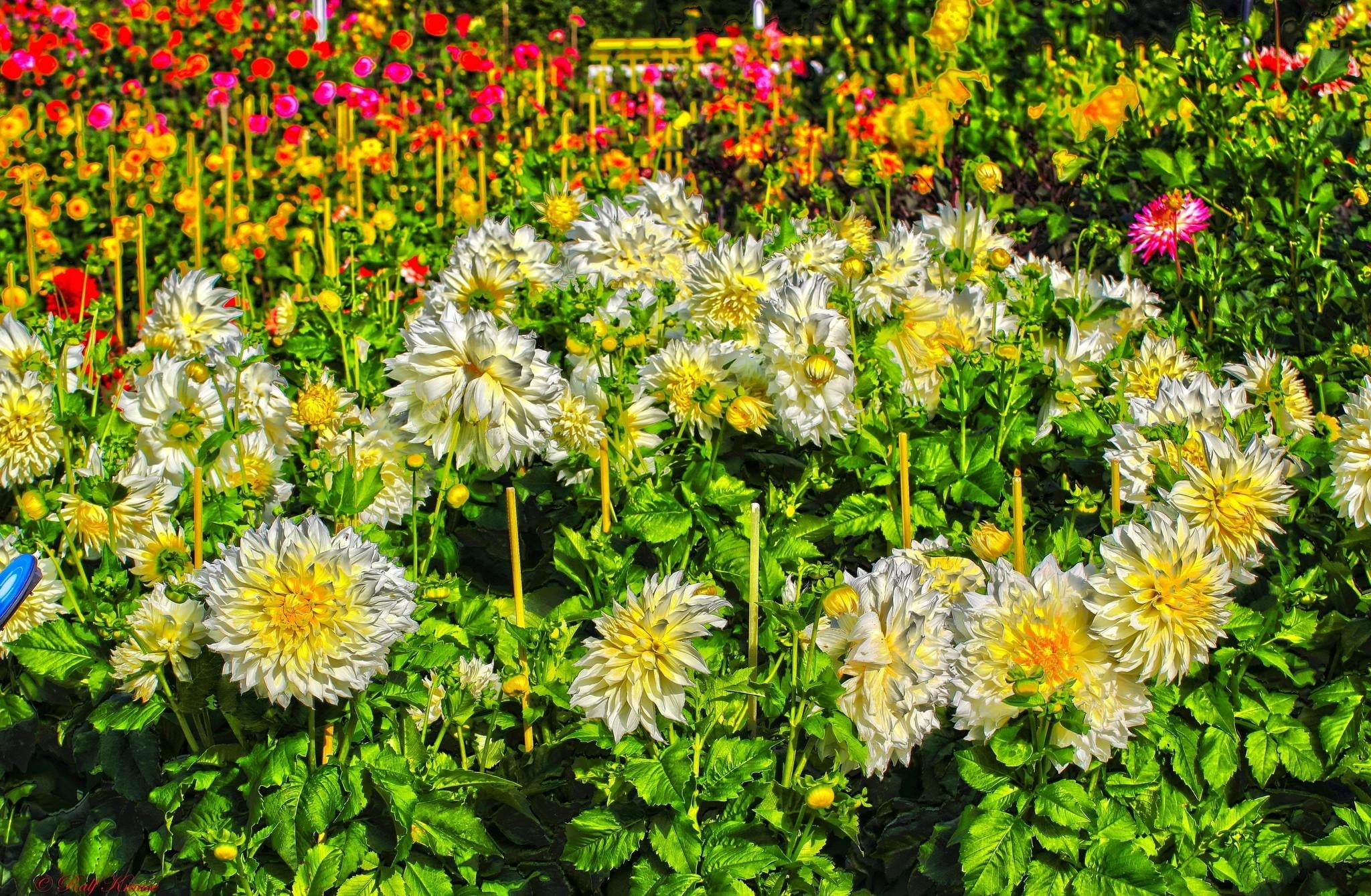 springtime, freshness, outdoors, yellow, botany, rural Scene, daisy, beauty In Nature, flowering plant, petal, no People, land, white, dahlia, multi Colored, HD Wallpaper