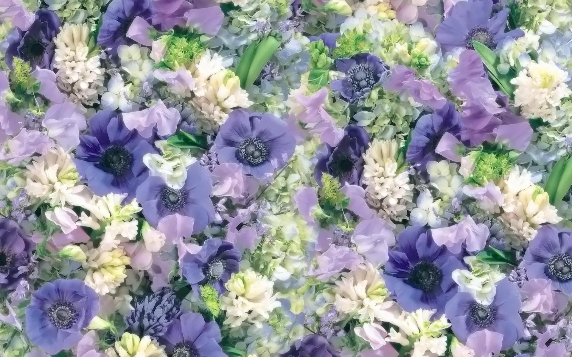 different, petal, high angle view, summer, blue, green Color, bouquet, arrangement, flowerbed, vulnerability, white, flowering plant, leaf, day, blossom, HD Wallpaper