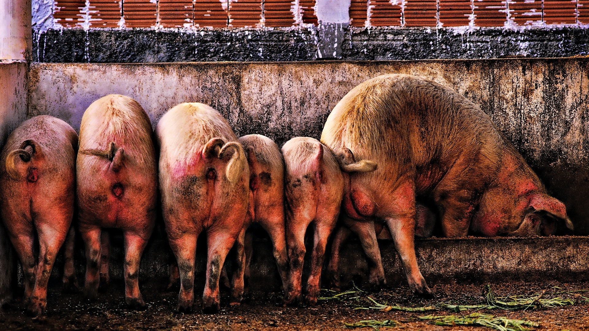 nature, agriculture, animal family, Food, animal, piglet, mammal, 1080P, Dirt, large group of animals, domestic, outdoors, dirty, herd, farm, Much, Pig, HD Wallpaper