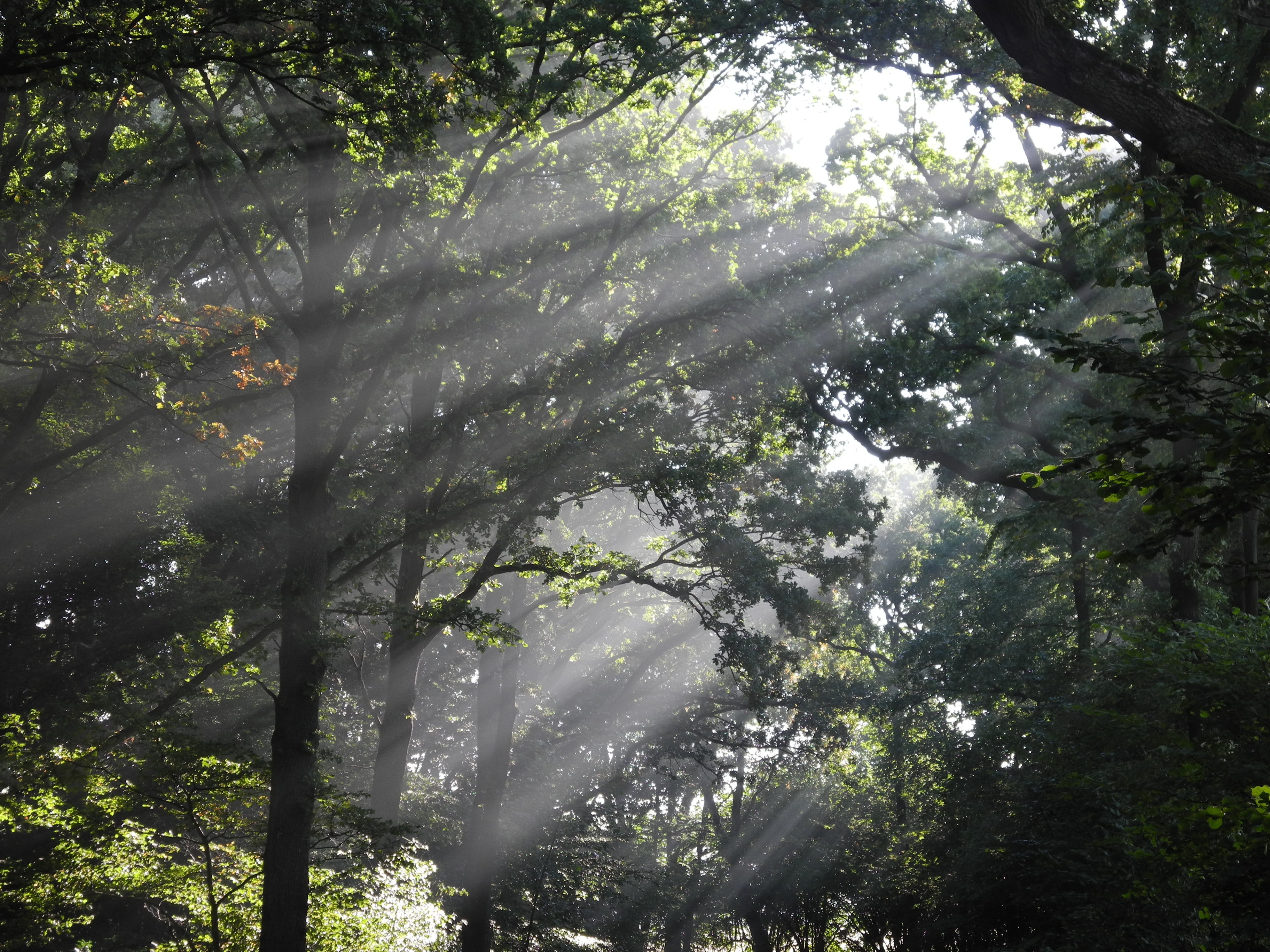 outdoors, 2K, trunk, coffee donation, light, sun, sunbeam, duvenstedter brook, land, deciduous forest, day, tranquility, rays, rainforest, paypal, green color, HD Wallpaper