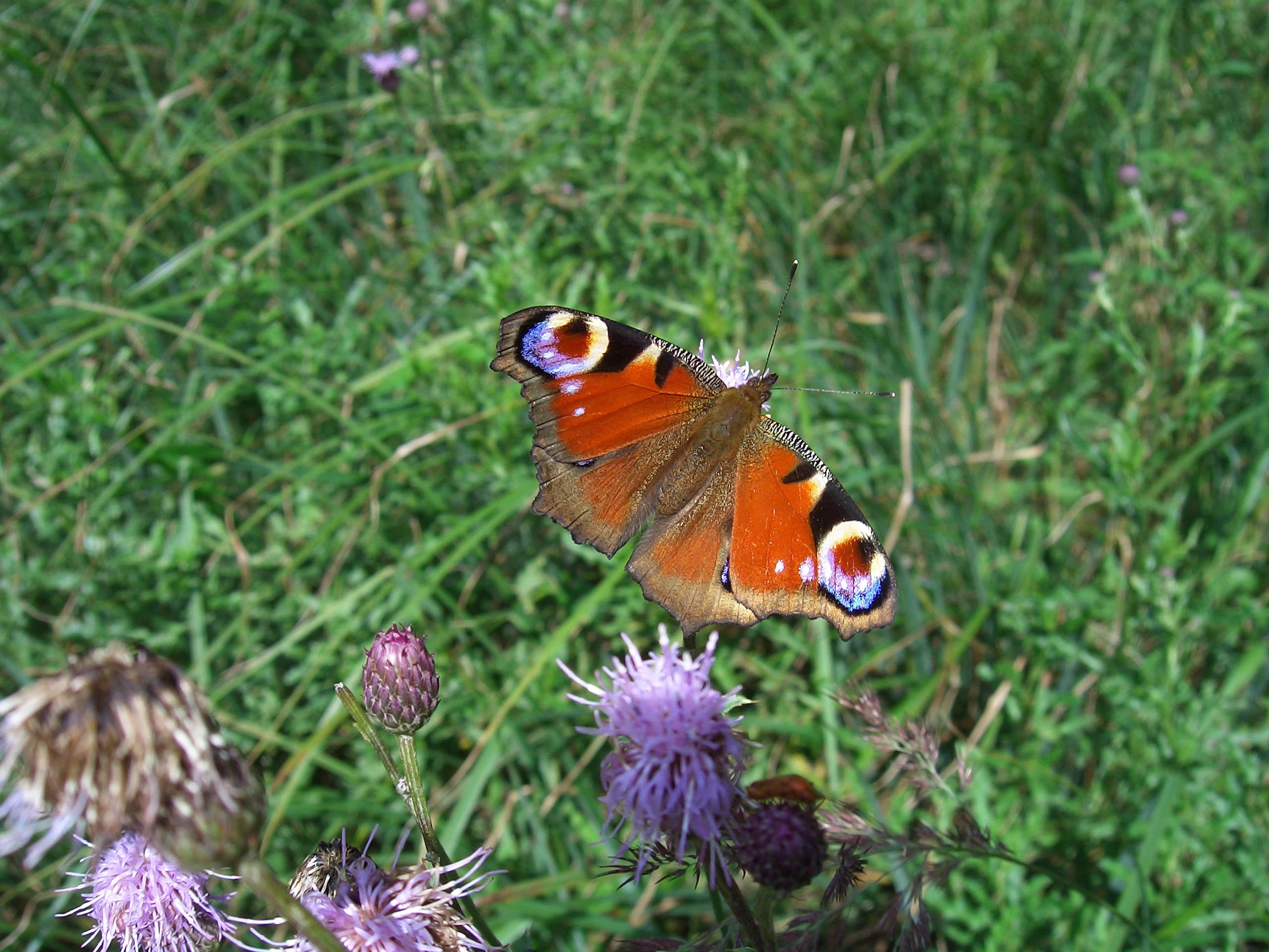 nature, coffee donation, animals, one animal, animals in the wild, please appreciate, animal, beauty in nature, insect, pollination, plant, invertebrate, HD Wallpaper
