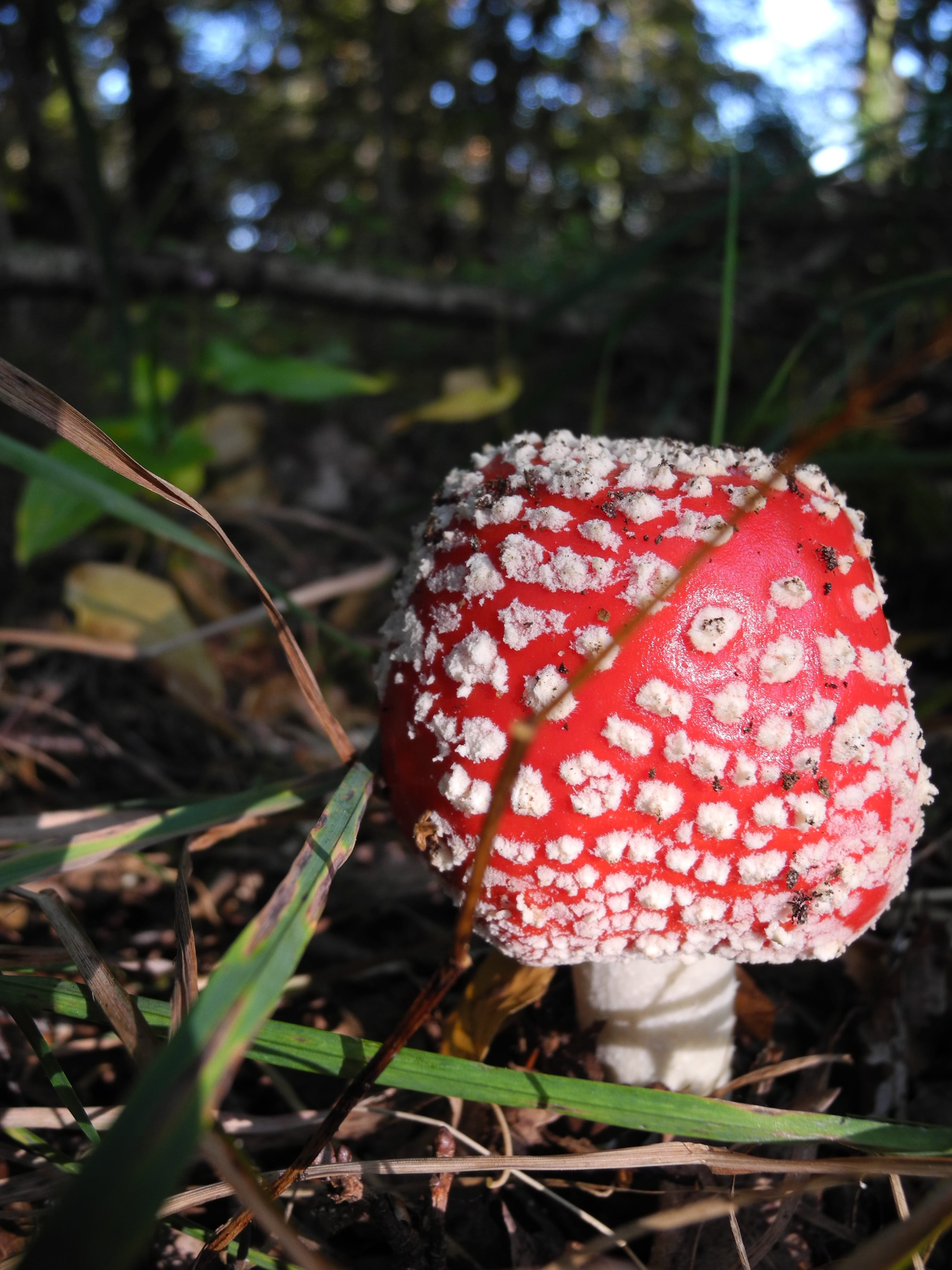 spotted, Paypal, field, coffee donation, Donate, Donation, Coffee, fly agaric, outdoors, duvenstedter brook, toadstool, please donate, growth, poisonous, Phone HD Wallpaper