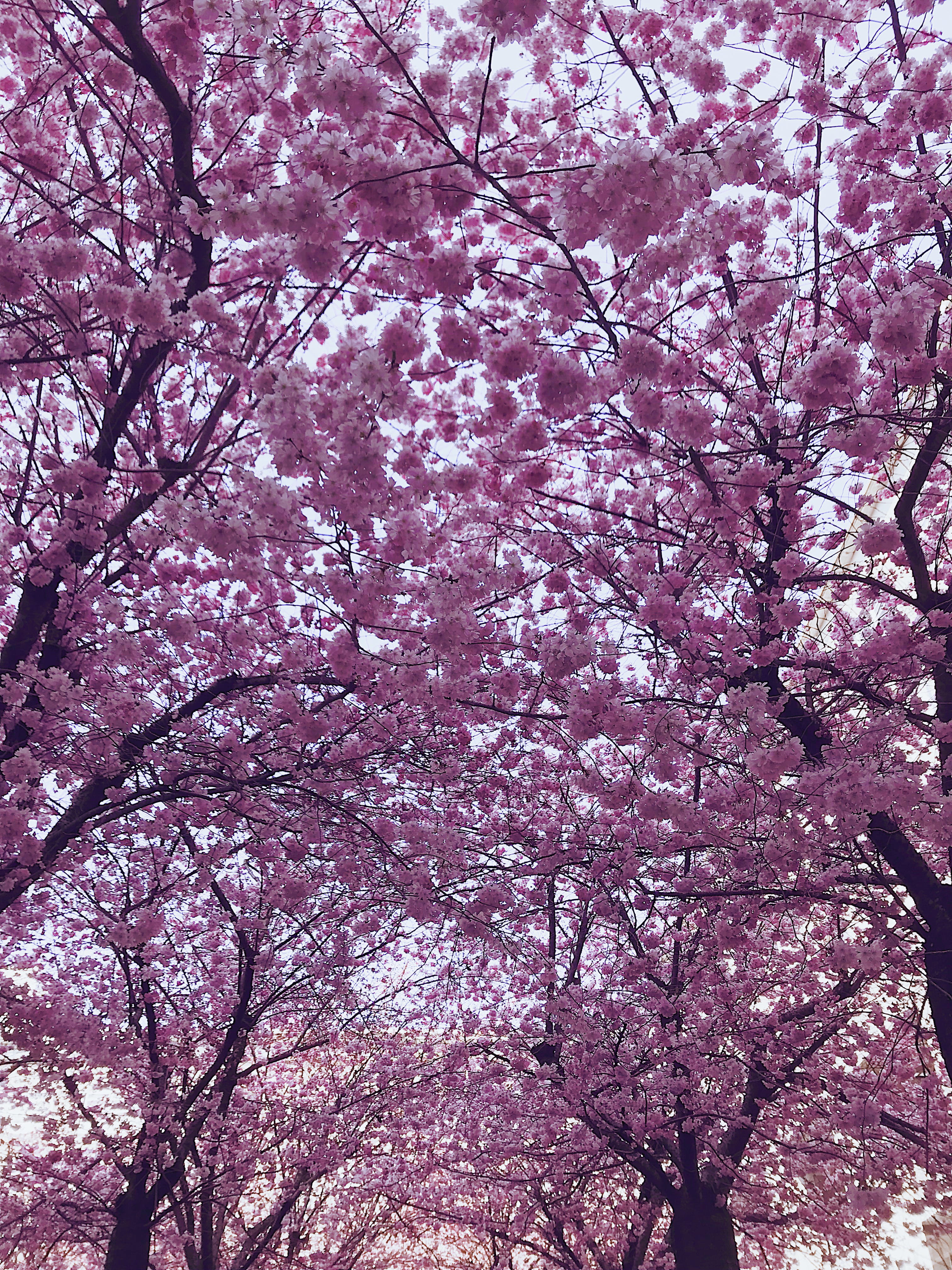 full frame, day, freshness, nature, landscape, garden, beauty in nature, color, branch, low angle view, season, cherry blossoms, outdoors, 4K, park, spring, Phone HD Wallpaper