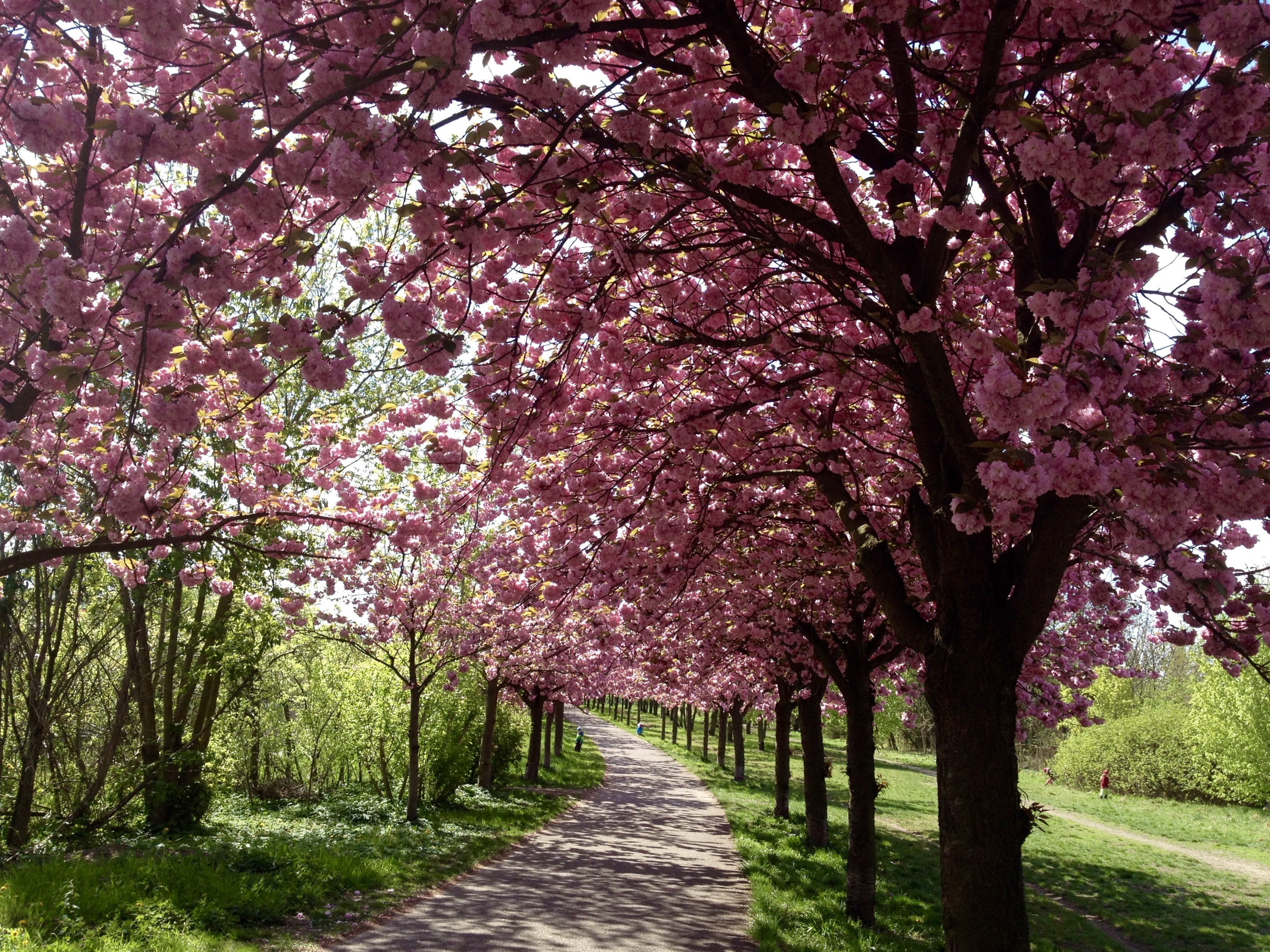 pink color, season, tree, flowering plant, the way forward, blossom, tranquility, mauerpark, 2K, park - Man Made Space, agriculture, branch, beauty In Nature, HD Wallpaper