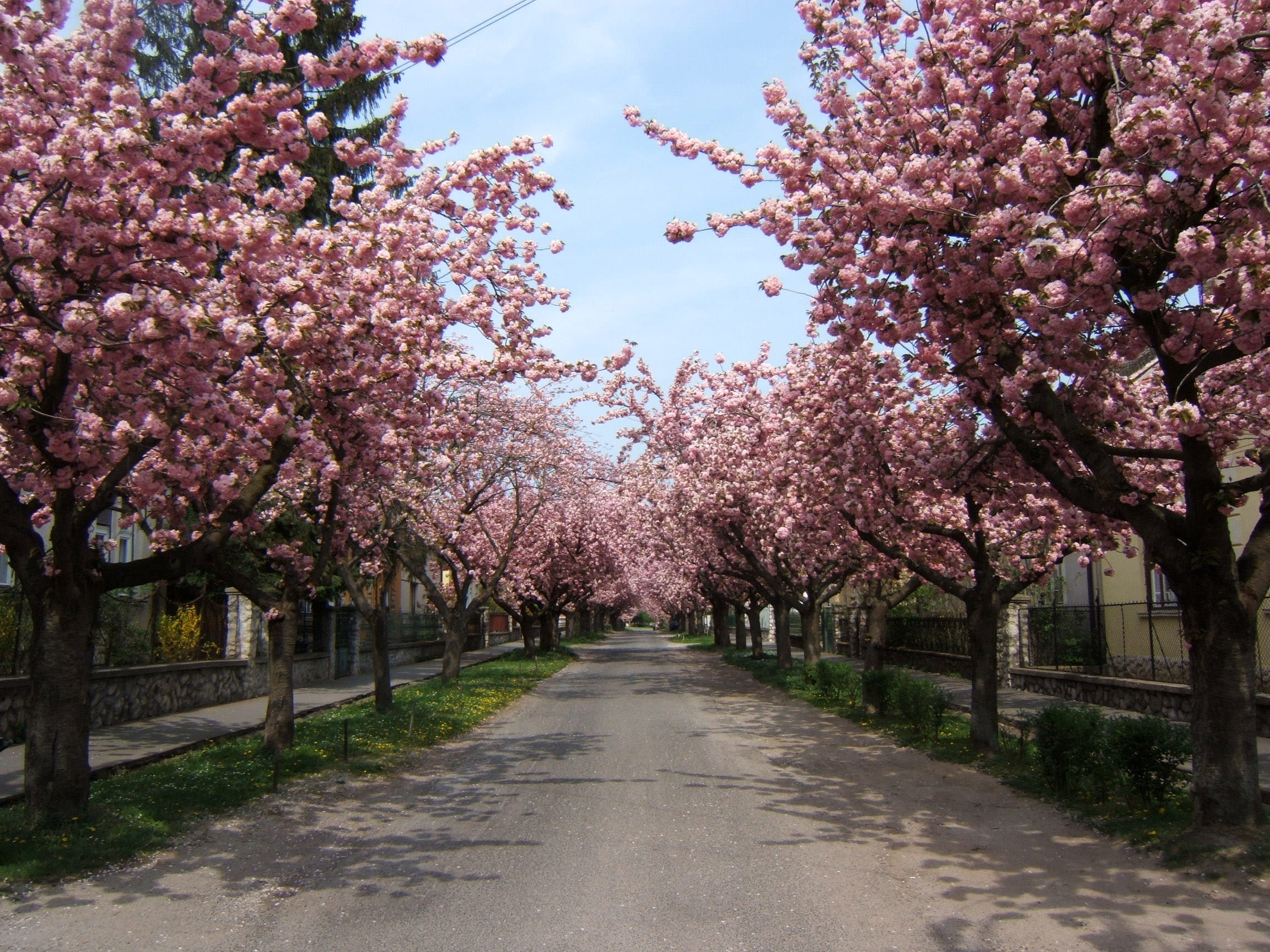 Kaposvar, cherry Tree, sky, flowering plant, dirt path, Temesvár street, blossom, japan, flowers, diminishing perspective, no people, park - Man Made Space, HD Wallpaper