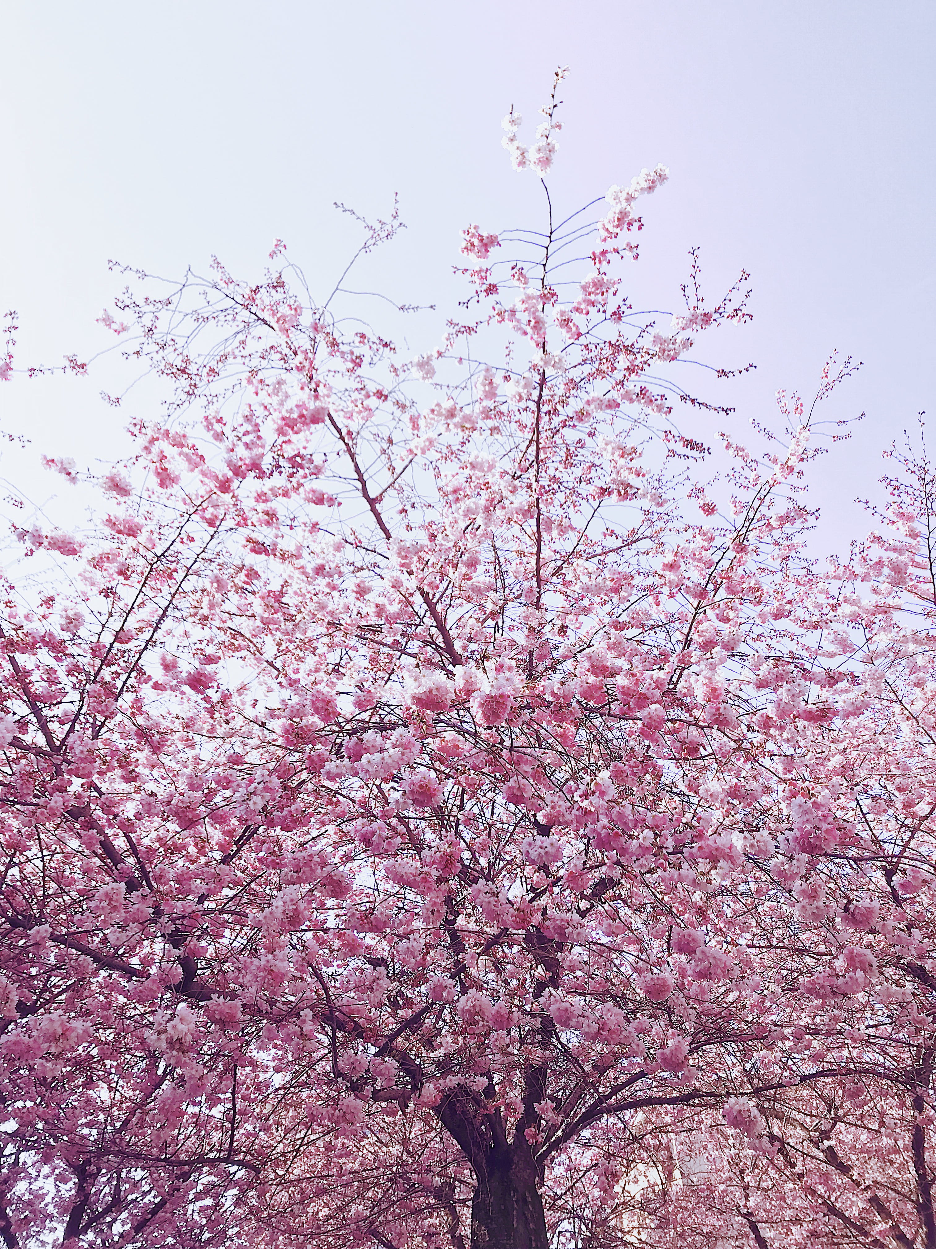 flora, blossom, environment, growth, low angle view, fragility, branch, branches, spring, nature, plum blossom, springtime, beauty in nature, cherry, flowers, Phone HD Wallpaper