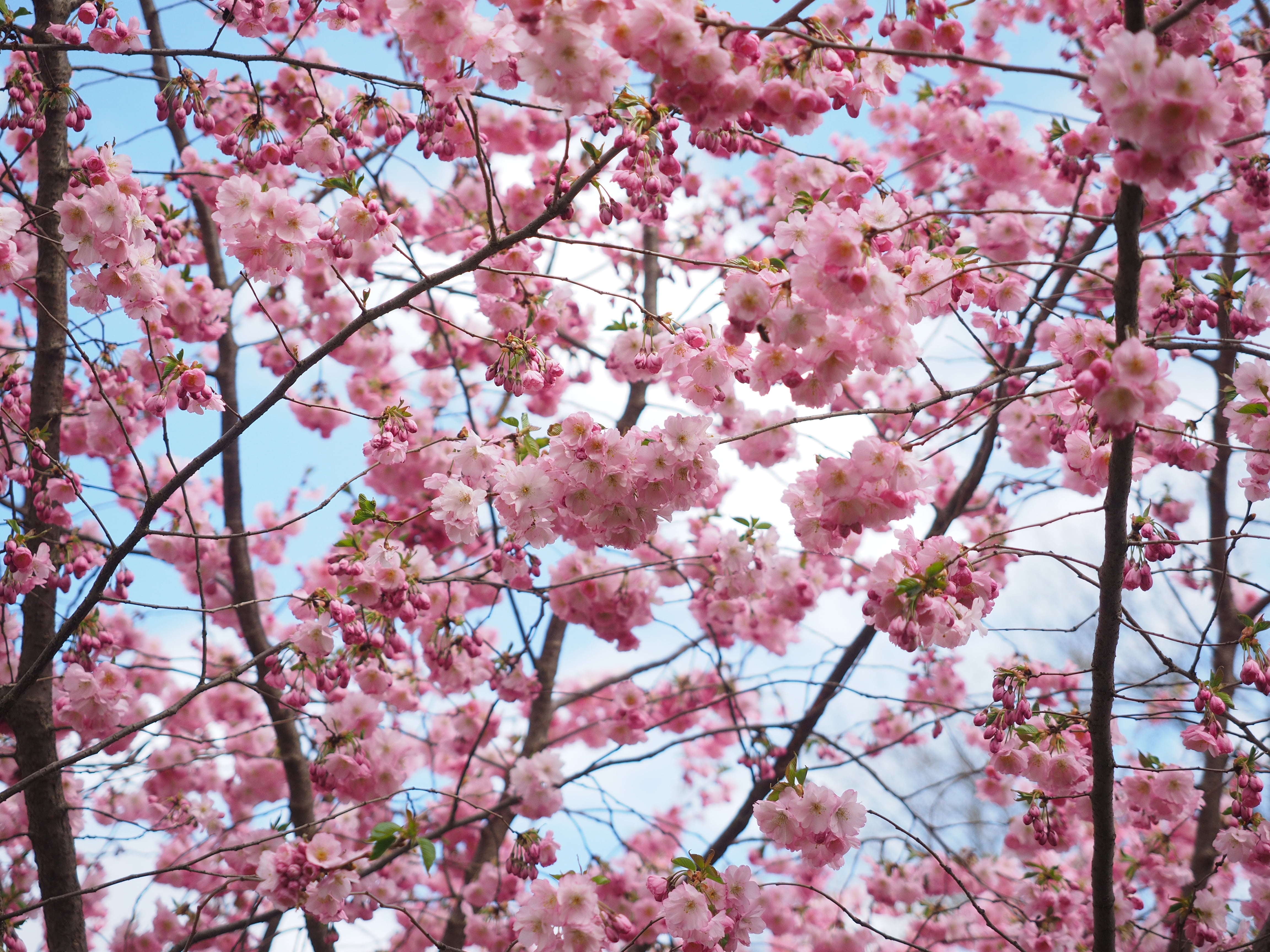cloudy, springtime, outdoors, nature, vulnerability, lenz, ornamental cherry, cherry blossom, color, fragility, japanese cherry trees, daytime, low angle view, HD Wallpaper