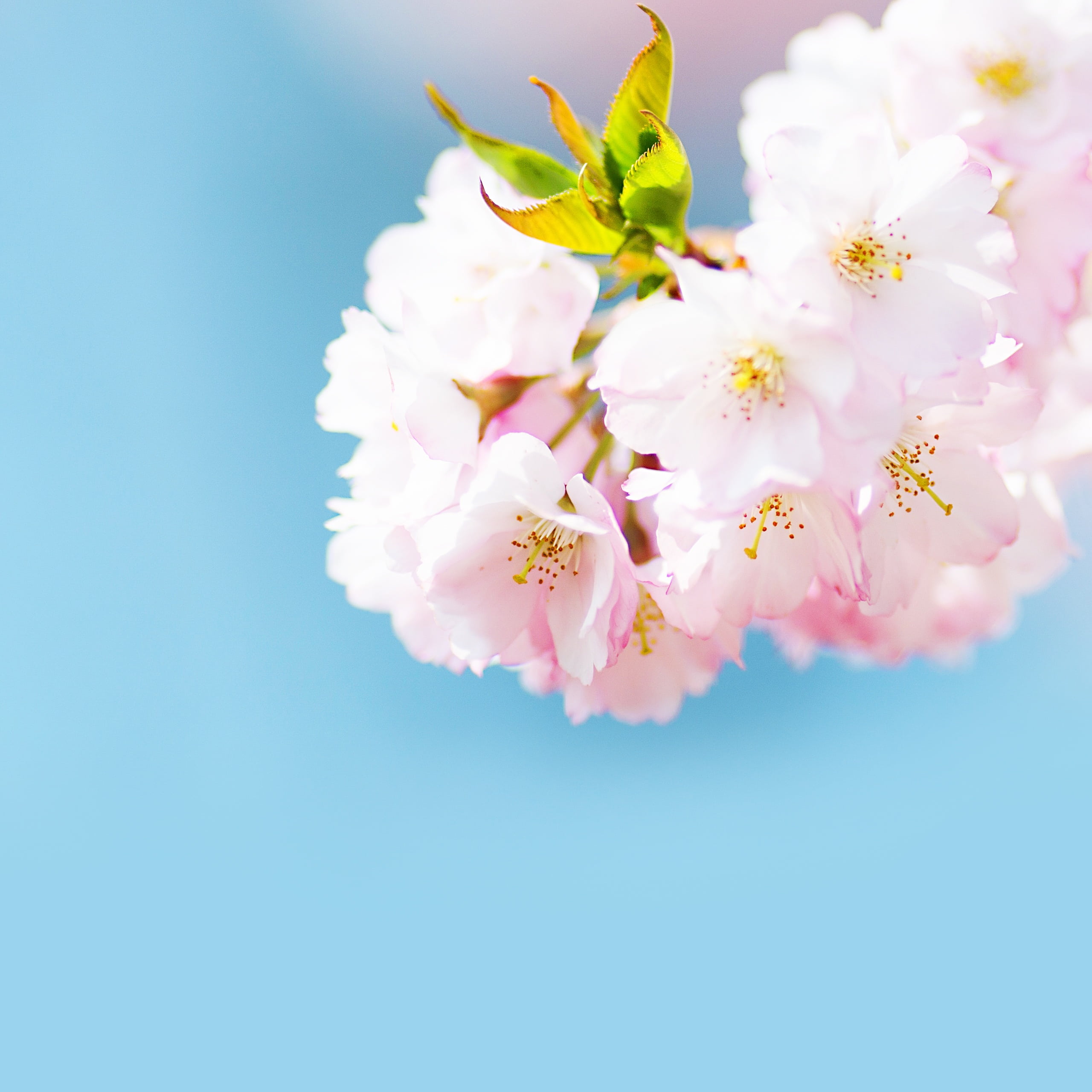 pink, nature, vulnerability, fragility, outdoors, tree, bush, cherry tree, photography, flower Head, bunch of flowers, focus, white, selective, season, Phone HD Wallpaper