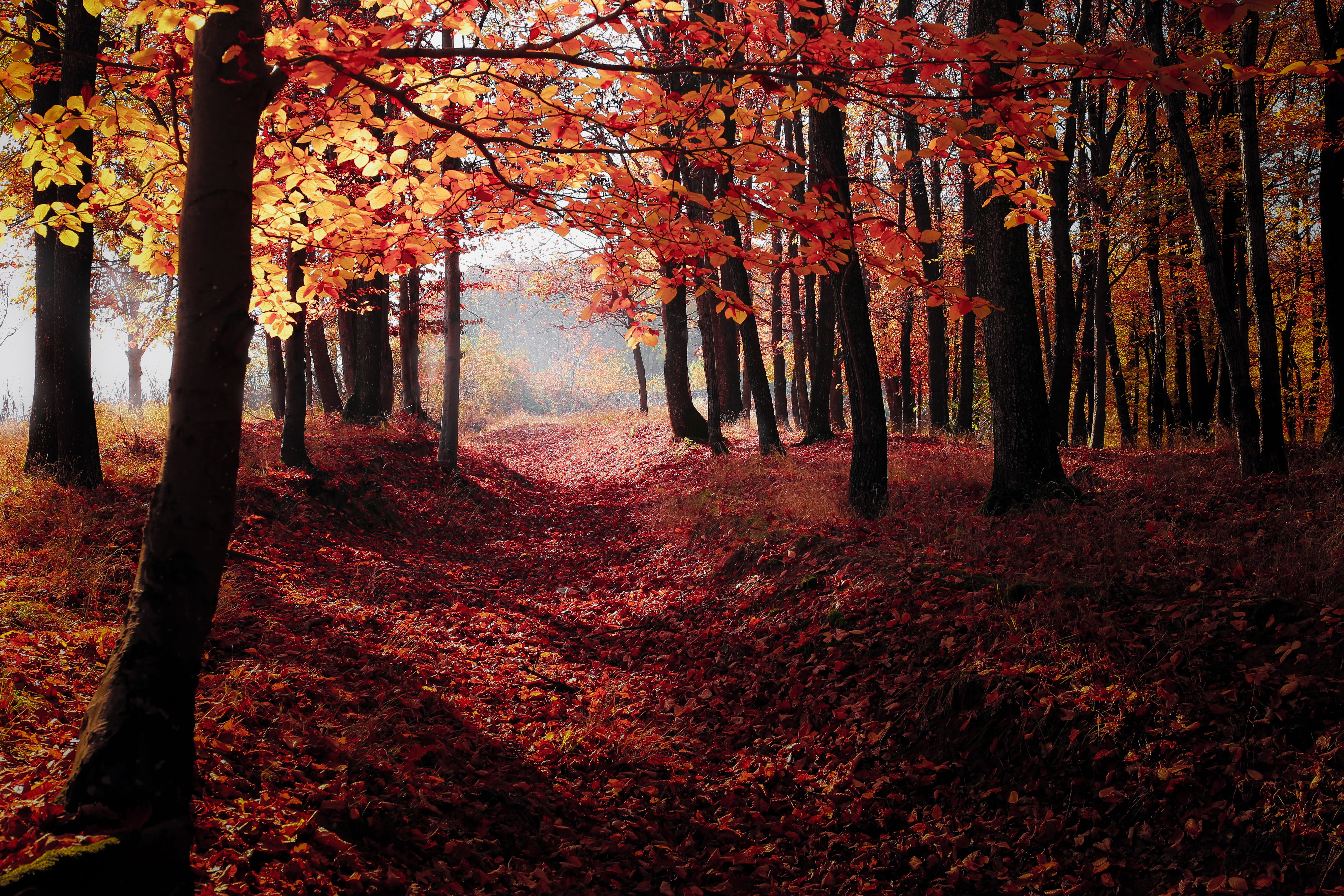 day, tree canopy, season, natural, red, october, color Image, woodland, outdoors, landscape, leaf, scenics - nature, sunlight, the way forward, treelined, HD Wallpaper