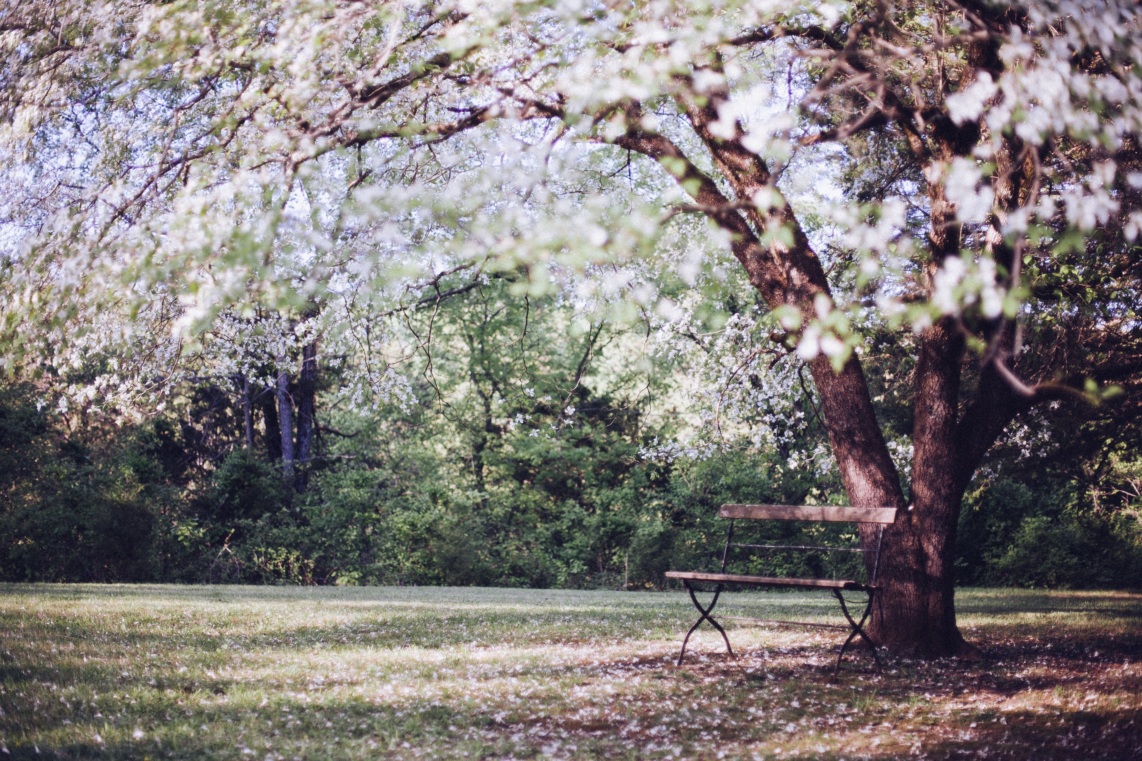 tranquil, blossom, tree, flower Head, peaceful, beauty in nature, flowering plant, no people, cherry tree, tree trunk, relaxing, day, park bench, nature, HD Wallpaper