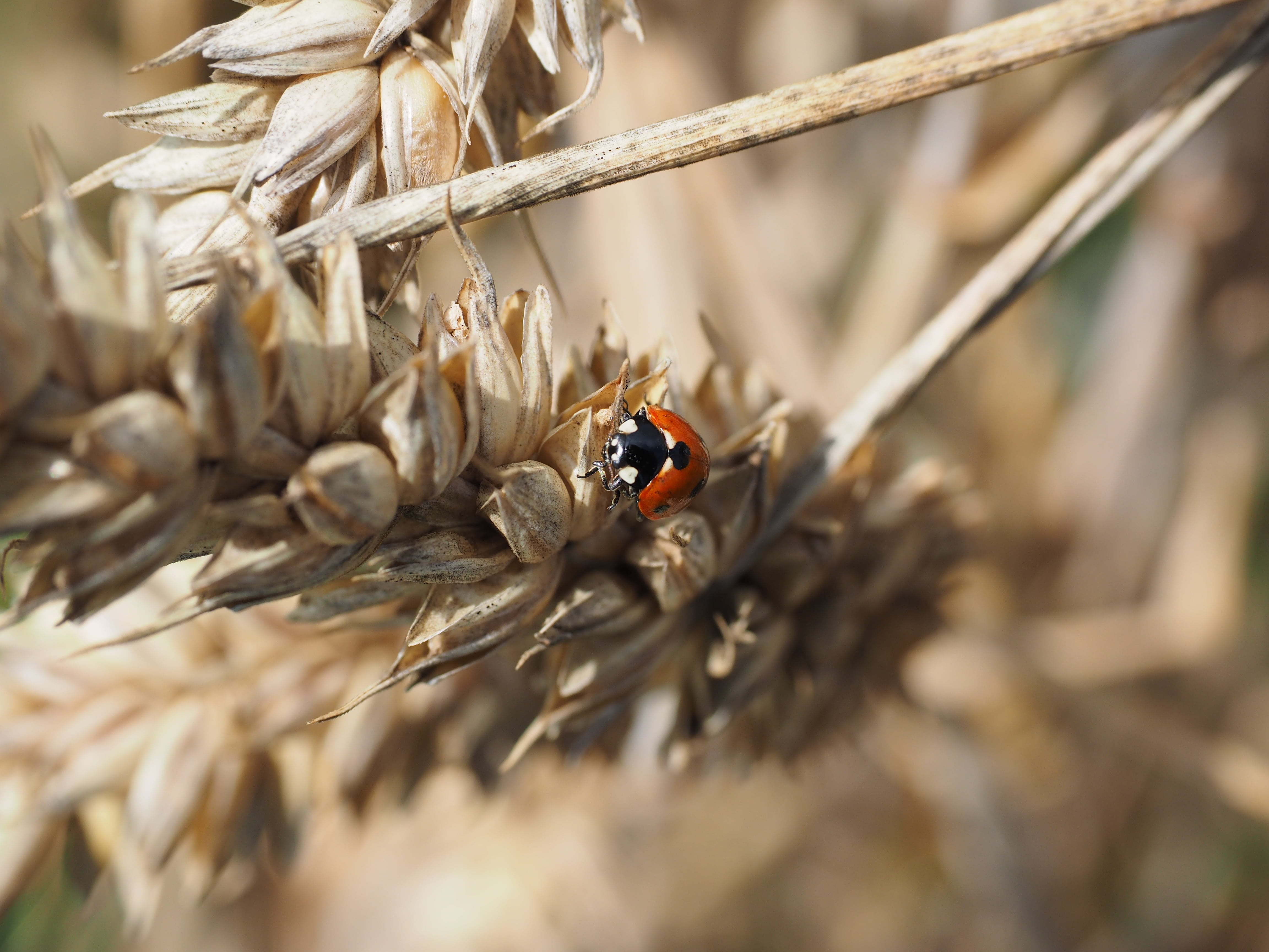 corn ear, golden, triticum, twig, wheat, plant, insect, straw, agricultural, land, dry, ripe, animal themes, siebenpunkt, spike, close-up, pest exterminator, HD Wallpaper