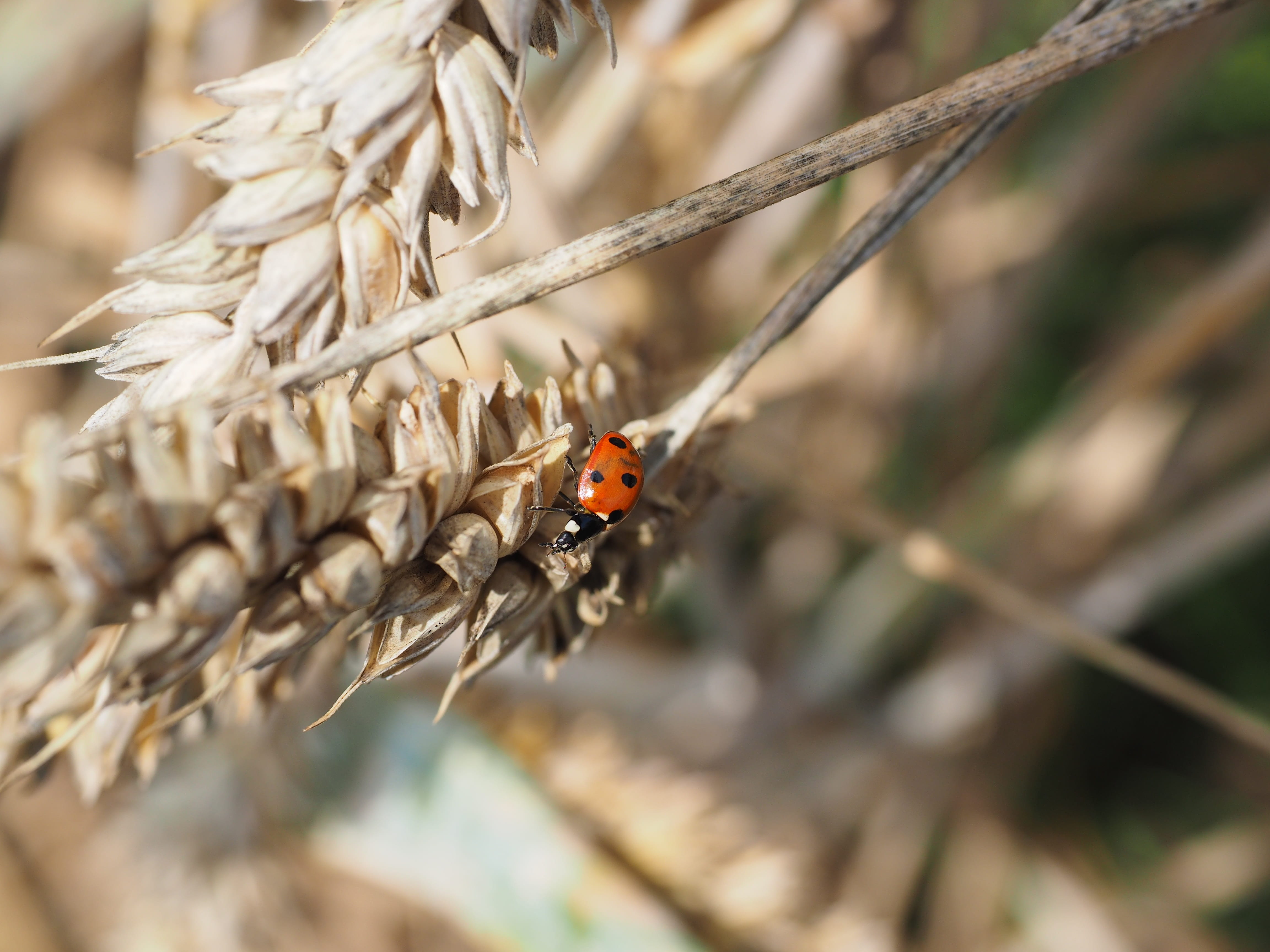 season, summer, siebenpunkt, animal wildlife, poaceae, ladybug, land, cereals, field, coccinella septempunctata, pest exterminator, outdoors, ripe, nature, HD Wallpaper