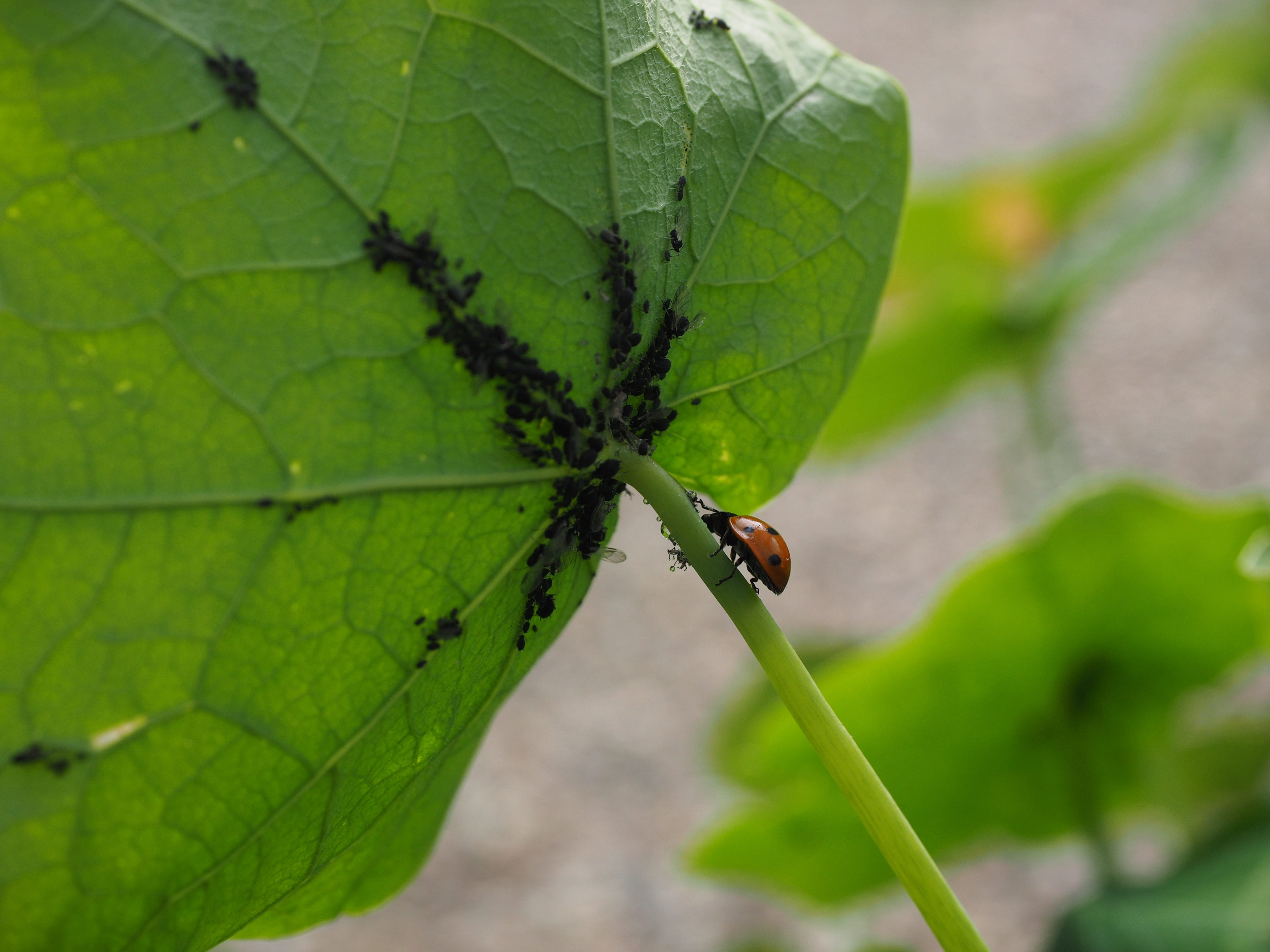 elytron, beetle, aphididae, siebenpunkt, day, invertebrate, black turnip aphids, hunting, coccinella septempunctata, Eat, Ladybug, growth, leaf vein, green color, HD Wallpaper