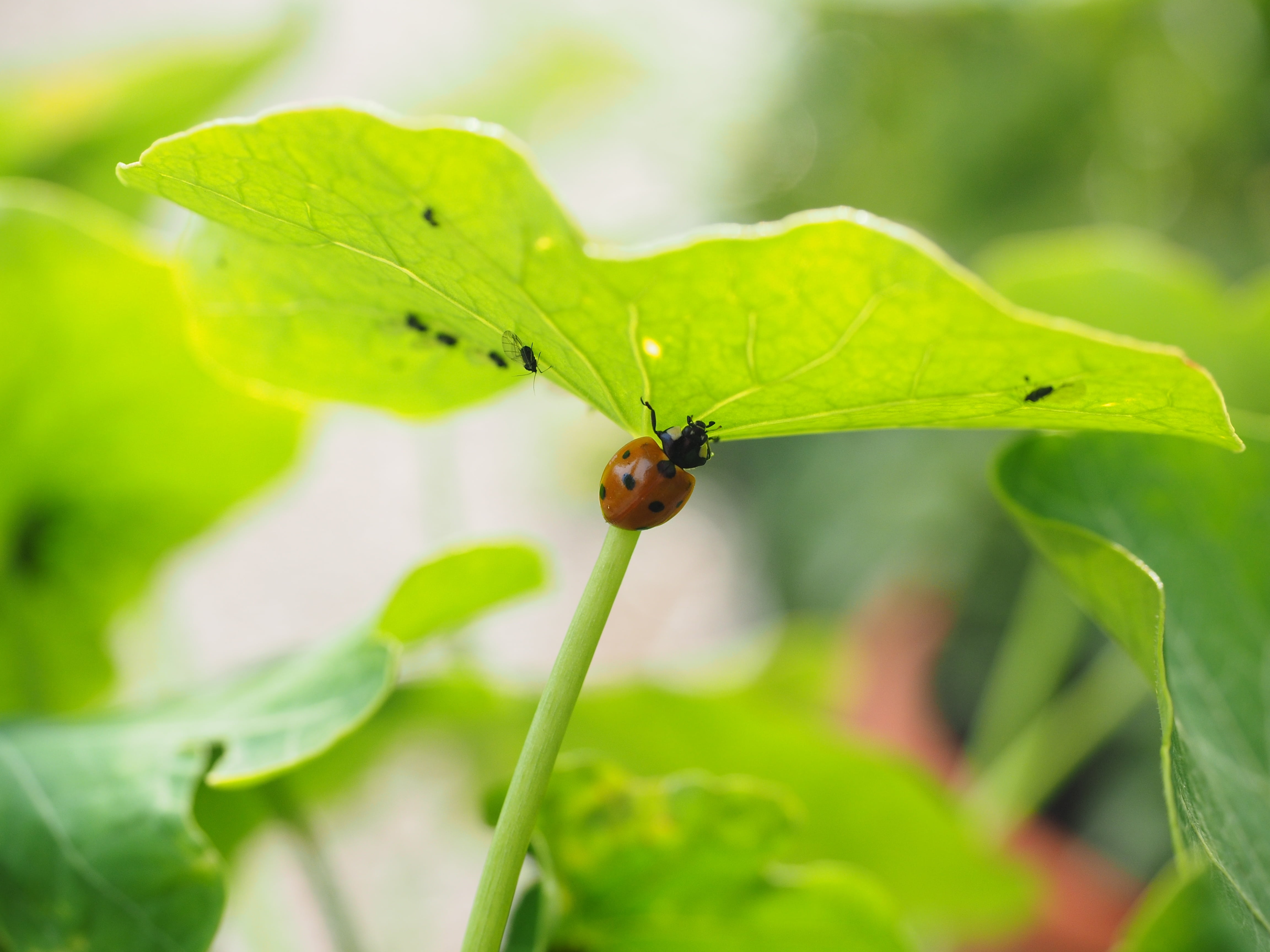 4K, domed, coccinella septempunctata, animal wildlife, red, one animal, animal, selective focus, beetle, siebenpunkt, crawl, lice, day, growth, close-up, HD Wallpaper