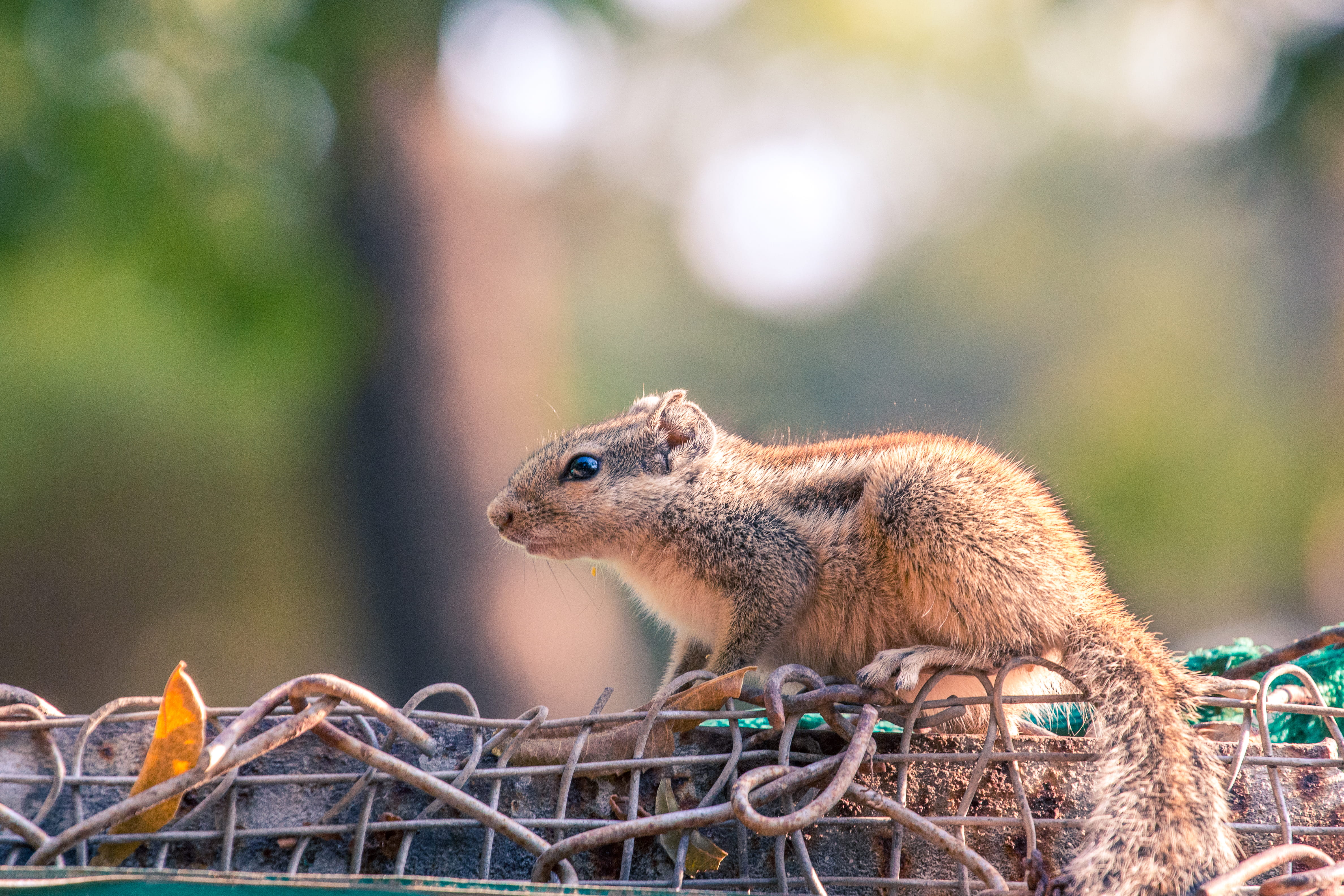 tail, profile view, golden hour, eyes, squirrel, chipmunk, fence, full length, wood, rodent, no people, eye on food, mammal, animal, about to jump, outdoors, HD Wallpaper