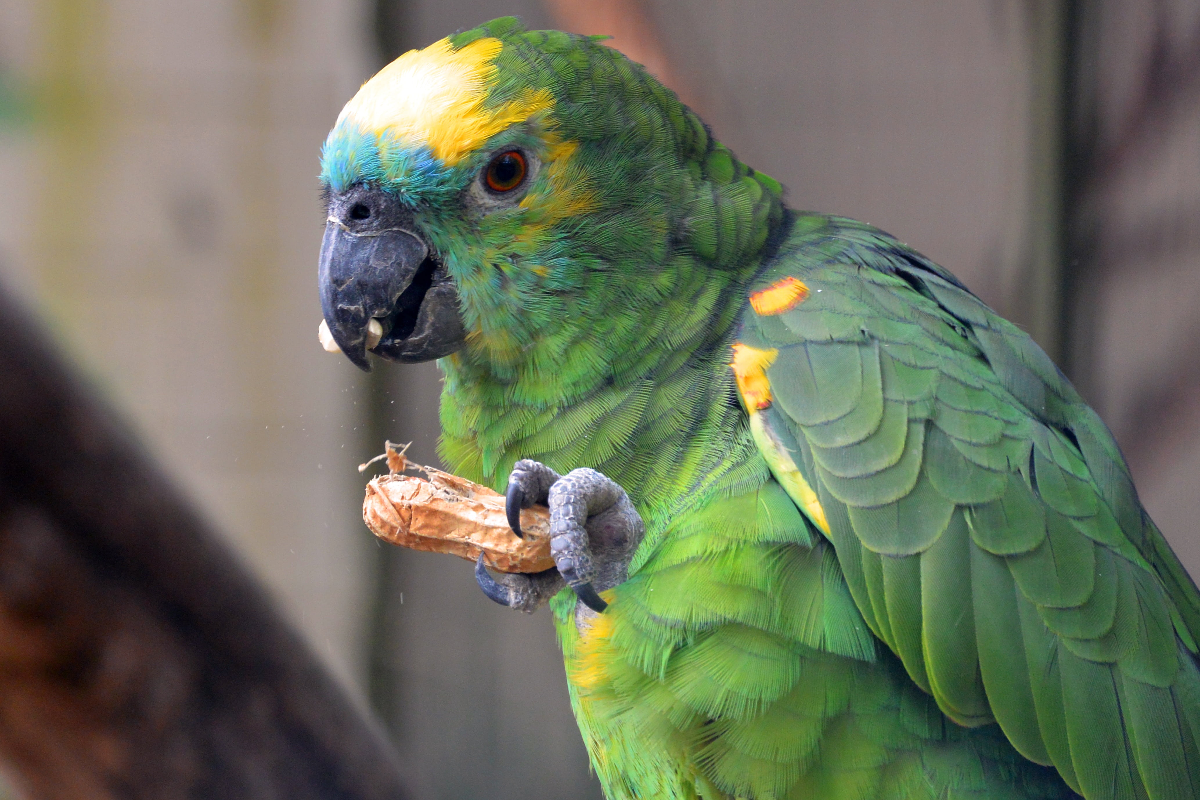 no people, nut, gold and blue macaw, outdoors, nature, parrot, peanut, macaw, animal, multi colored, colorful, plumage, close-up, vertebrate, one animal, HD Wallpaper