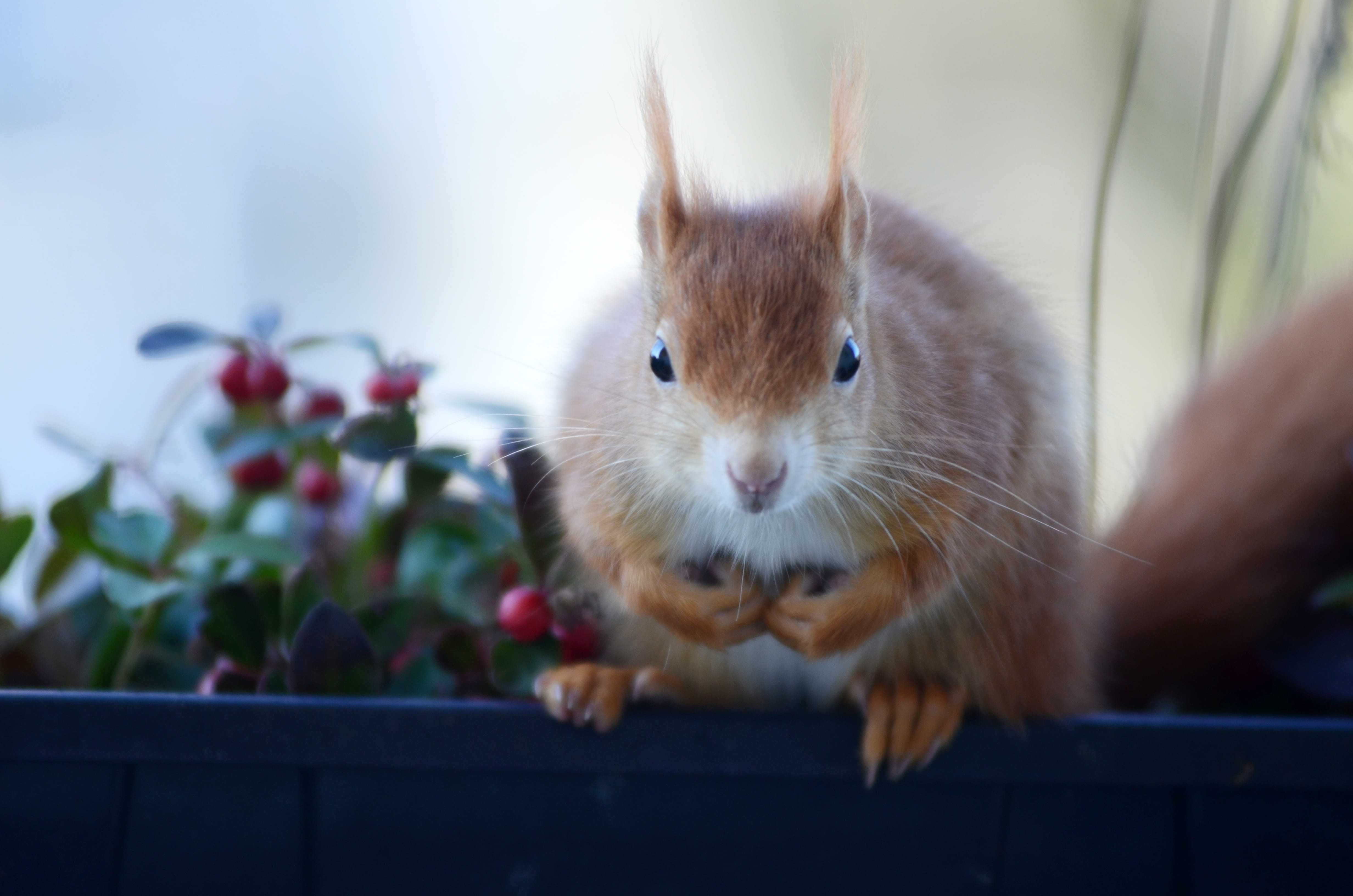 garden, close-up, flower pot, indoors, 4K, portrait, looking at camera, nature, animal themes, Croissant, Rodent, one Animal, no people, sweet, climb, HD Wallpaper