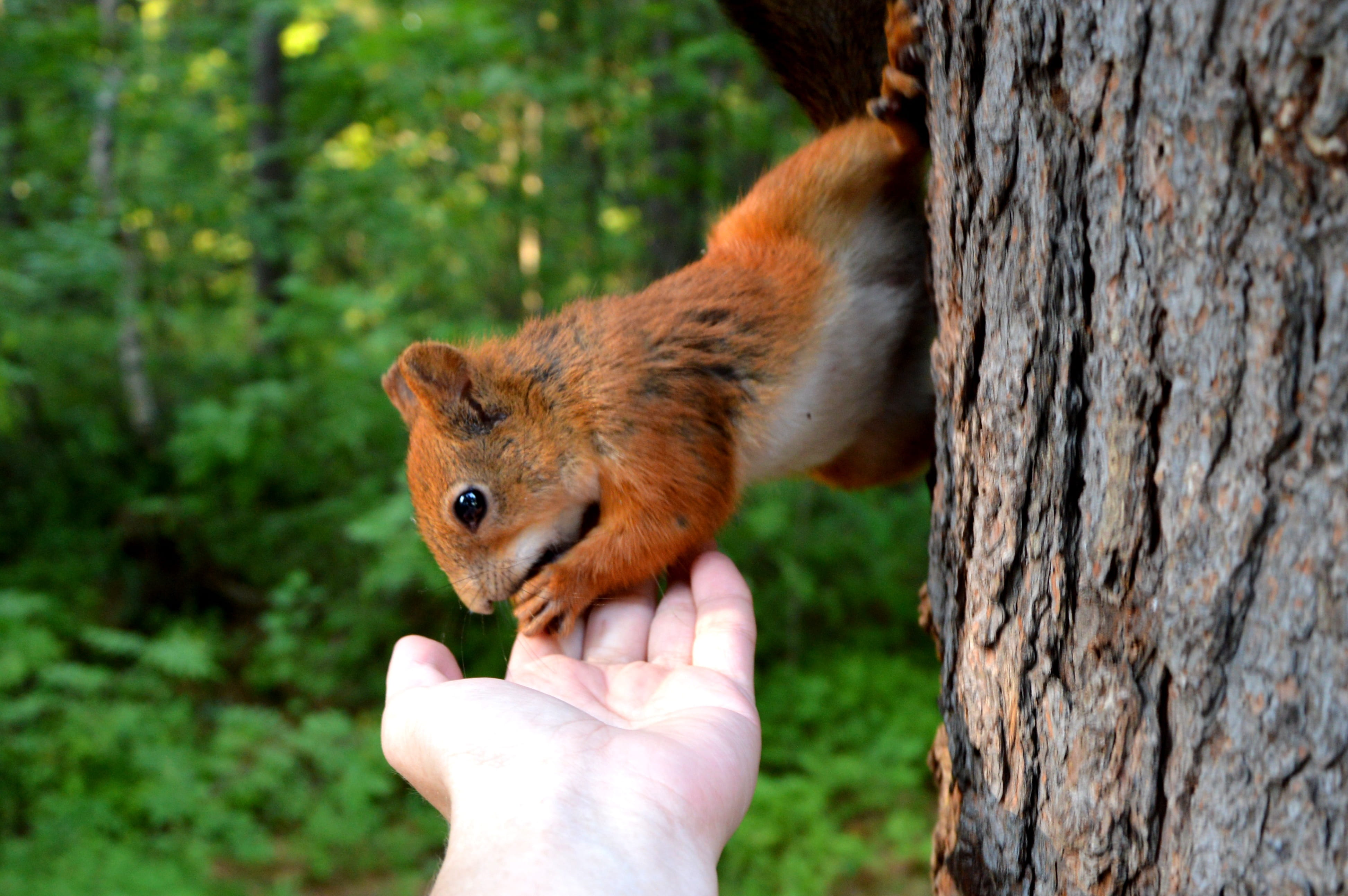 bark, animals in the wild, feeding, wood, cute, s, 4K, squirrel, forest, curious, human body part, holding, trunk, hand, fur, finger, care, biting, rodent, HD Wallpaper