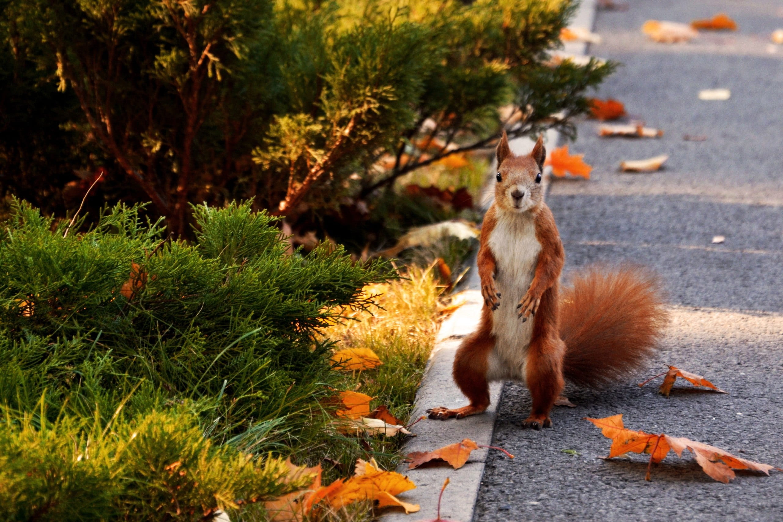 animal themes, forest life, animals in the wild, 2K, walnut, in the park, street, animal world, cat, plant, sunlight, pets, forest squirrel, nature, animals in nature, HD Wallpaper