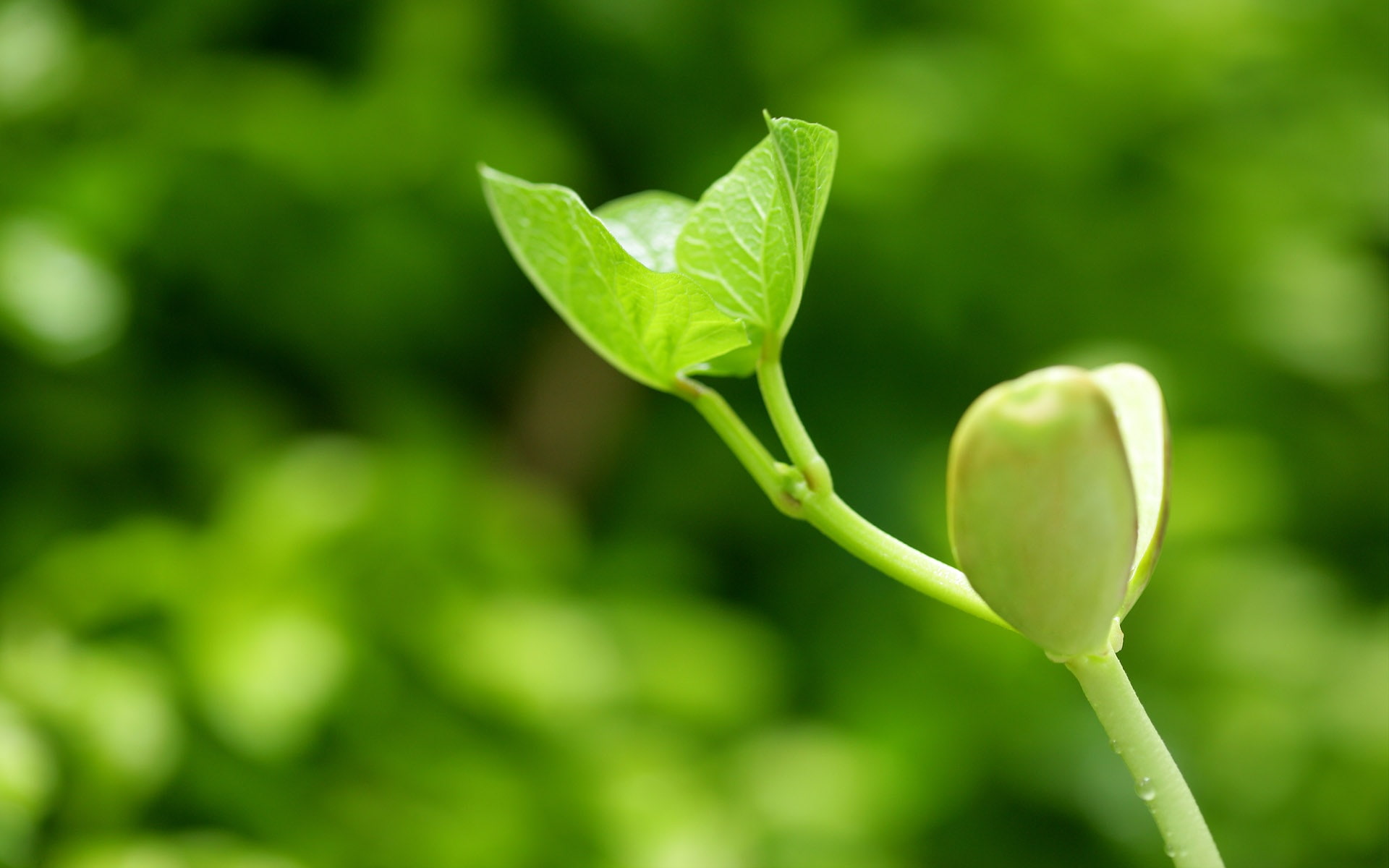 Leaves, 1080P, small, grow, Seed, two, Green, seeds, HD Wallpaper