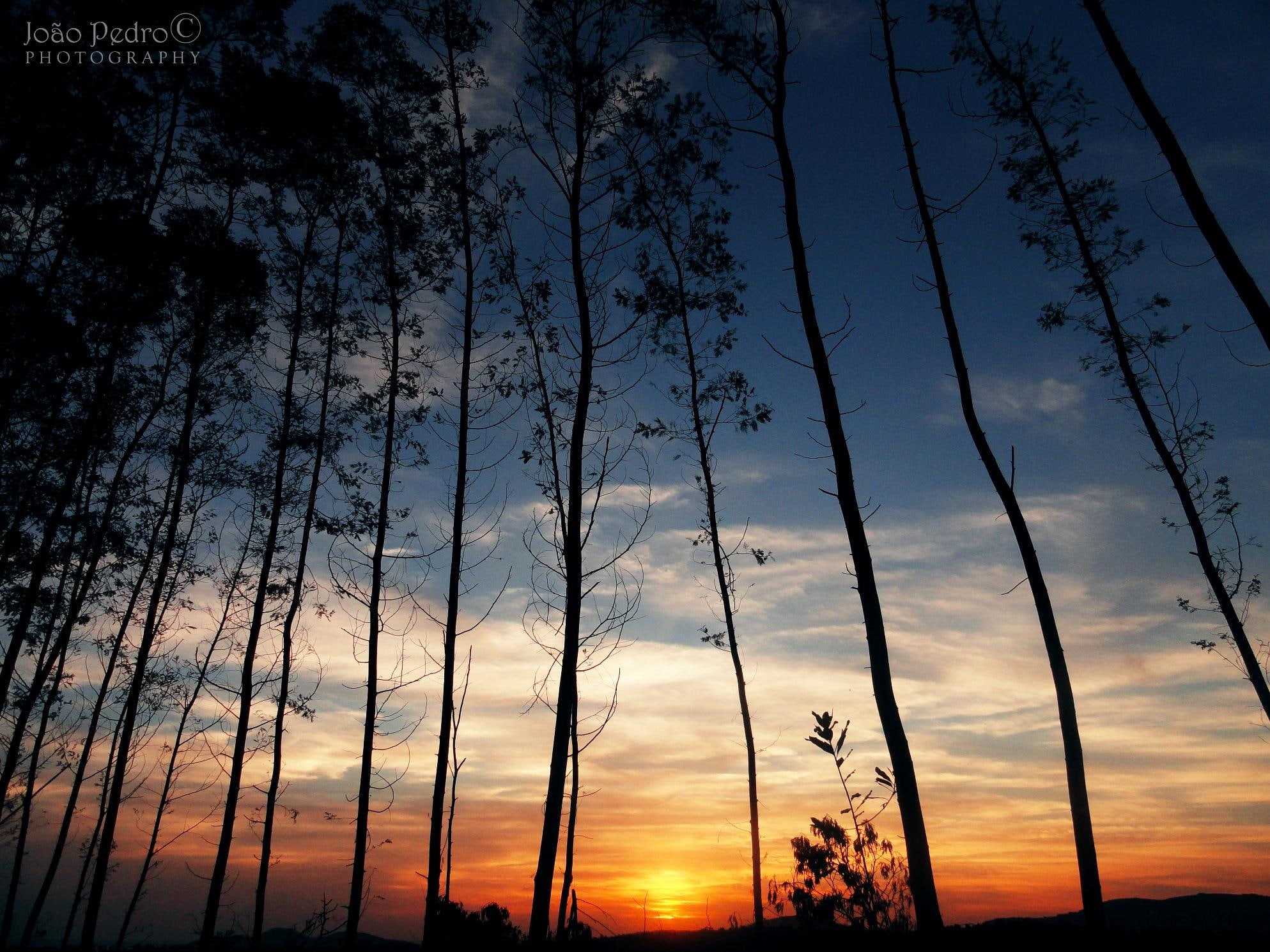 1080P, nature, sunset, grow, nature and landscapes, trees, sky, HD Wallpaper