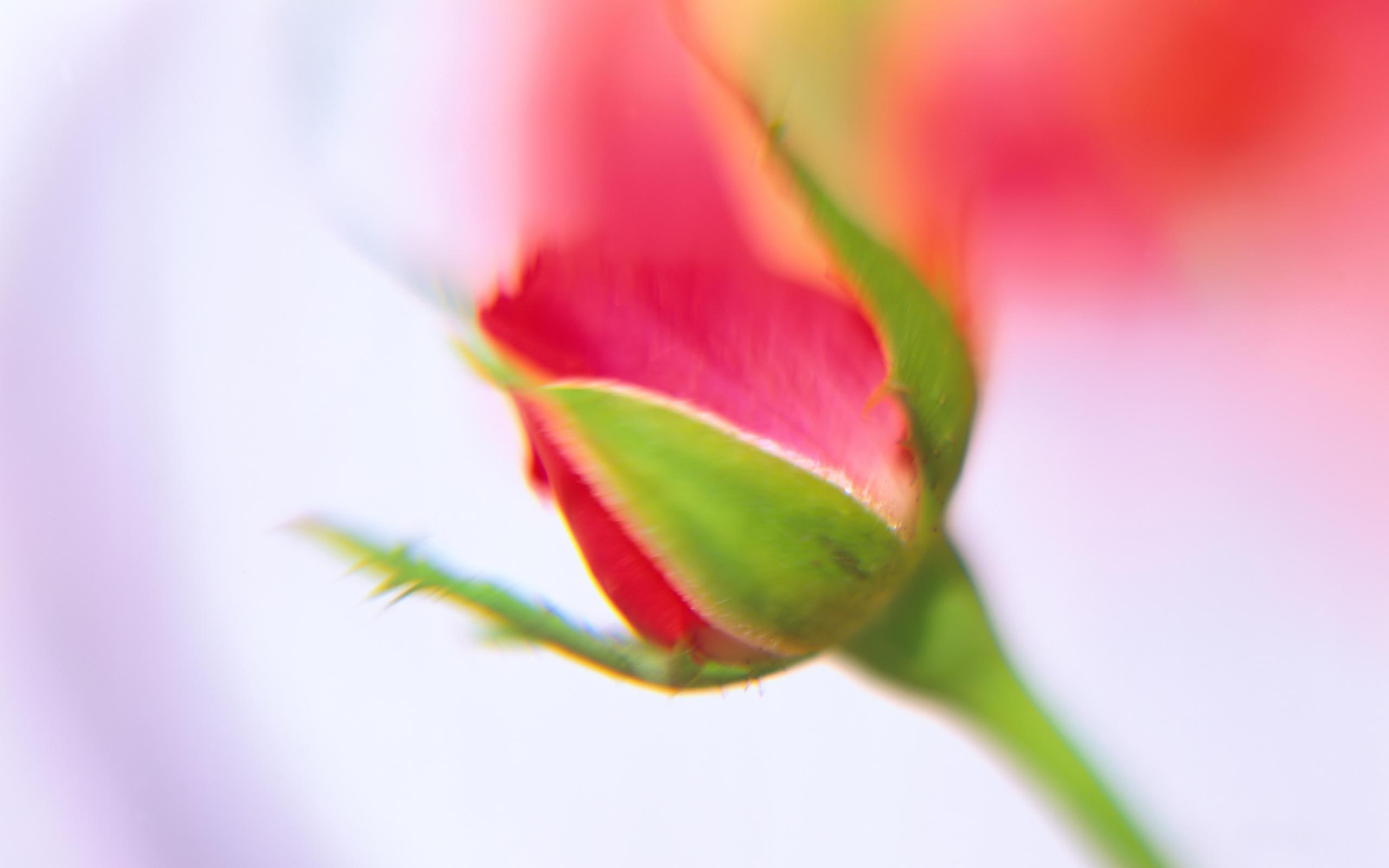 rose, growing, 2K, 3d and abstract, HD Wallpaper