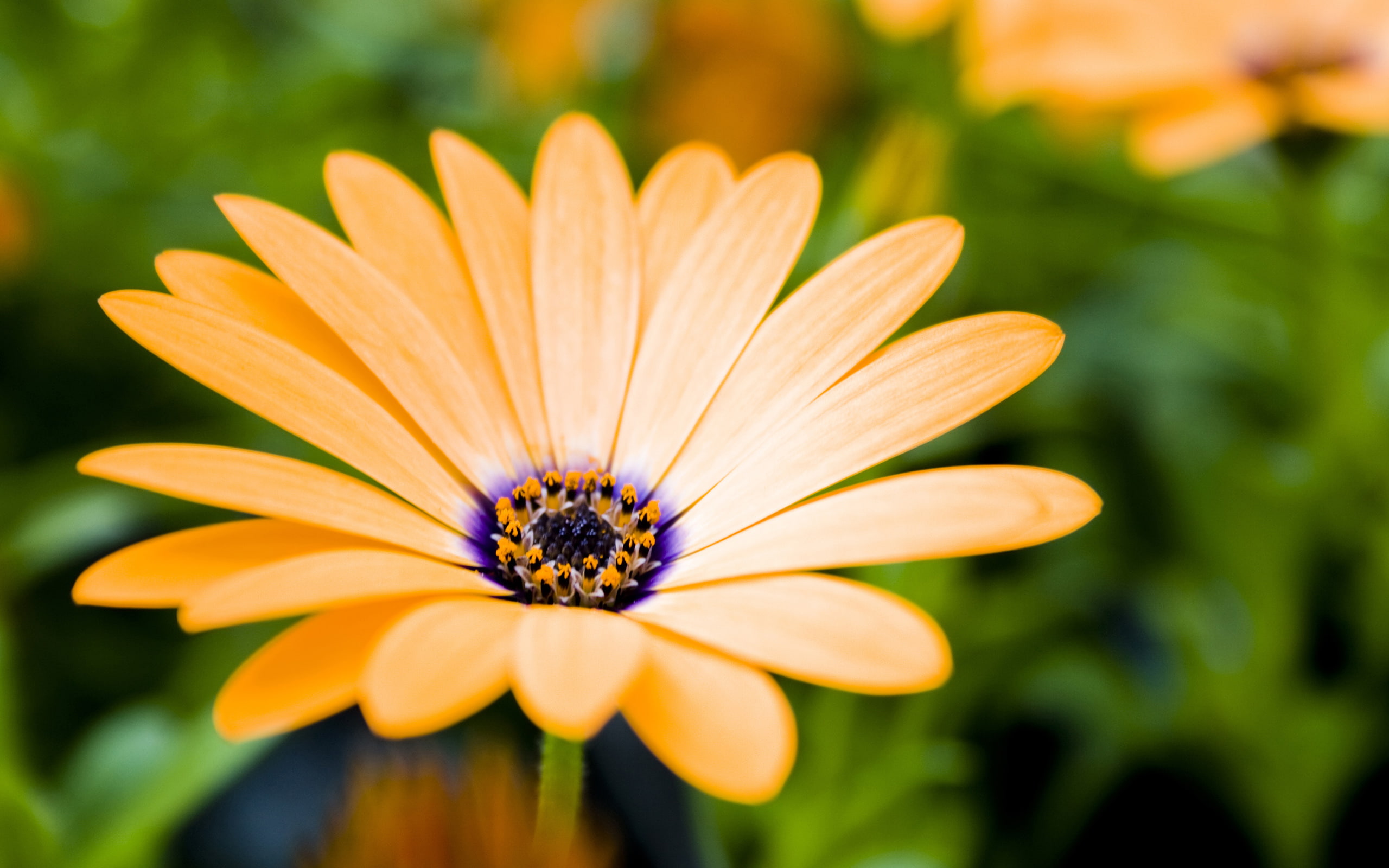 growing, 2K, flowers, HD Wallpaper
