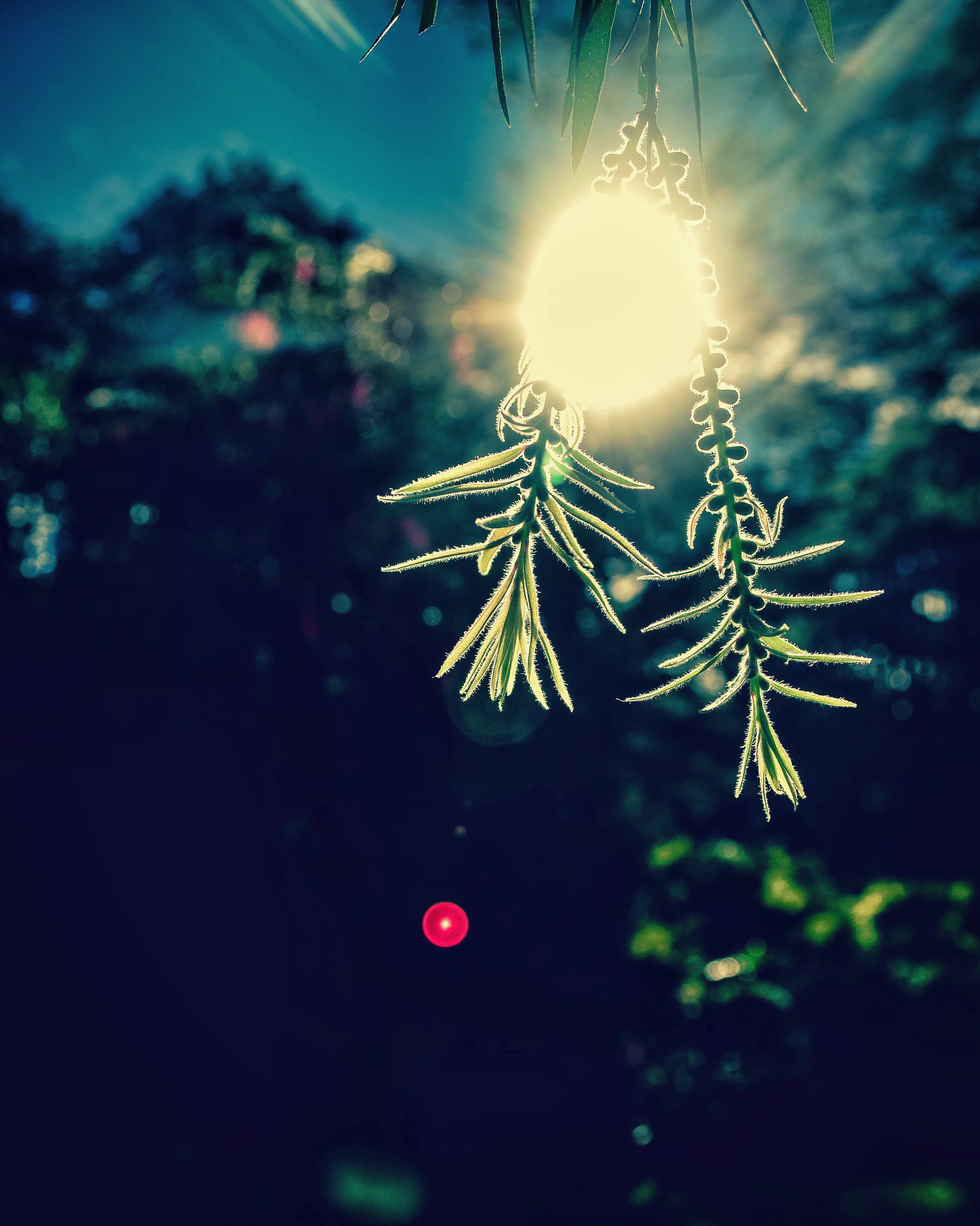 bokeh, close-up, glisten, two, coniferous tree, sky, illuminated, focus on foreground, night, lens flare, blur, christmas ornament, outdoors, 4K, closeup, Phone HD Wallpaper