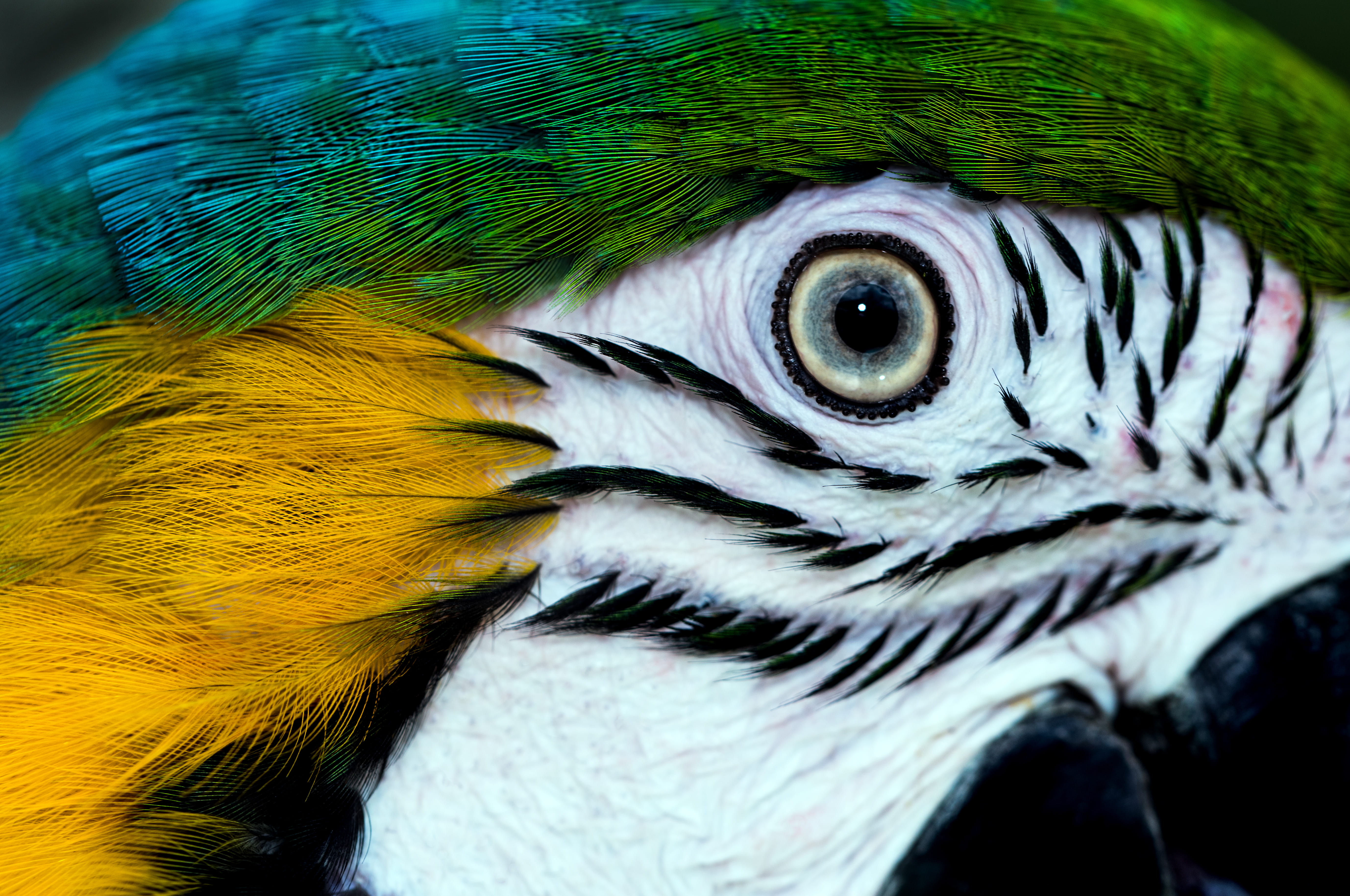 australia, animal wildlife, nature, no people, gold and blue macaw, day, close-up, bird, macaw eye, eating, animal body part, animal themes, david clode, HD Wallpaper