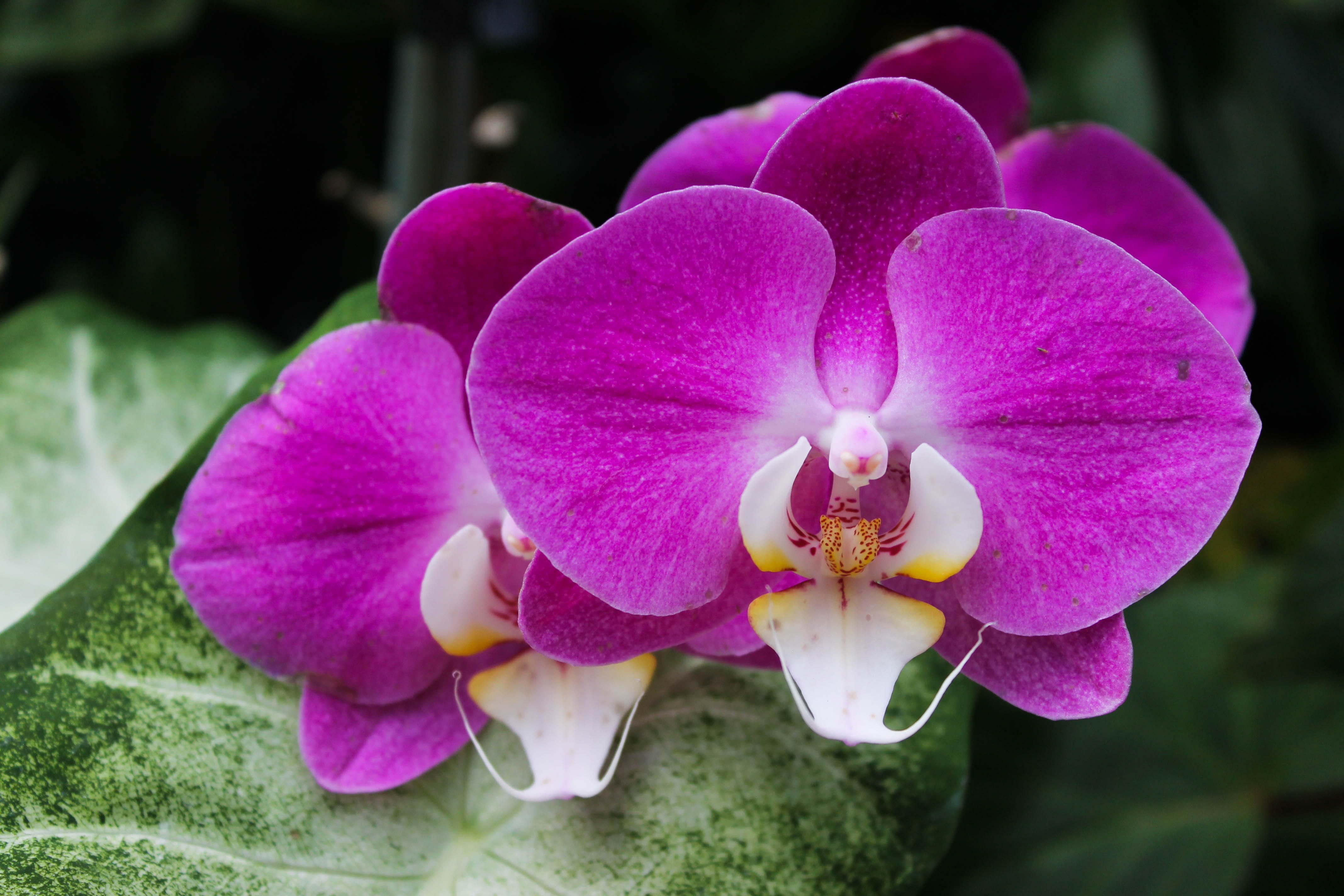 softness, victorian, springtime, pink color, orchid, flourish, no people, plant, leaf, branch, natural, vintage, blossom, garden, purple, tree, flower, HD Wallpaper