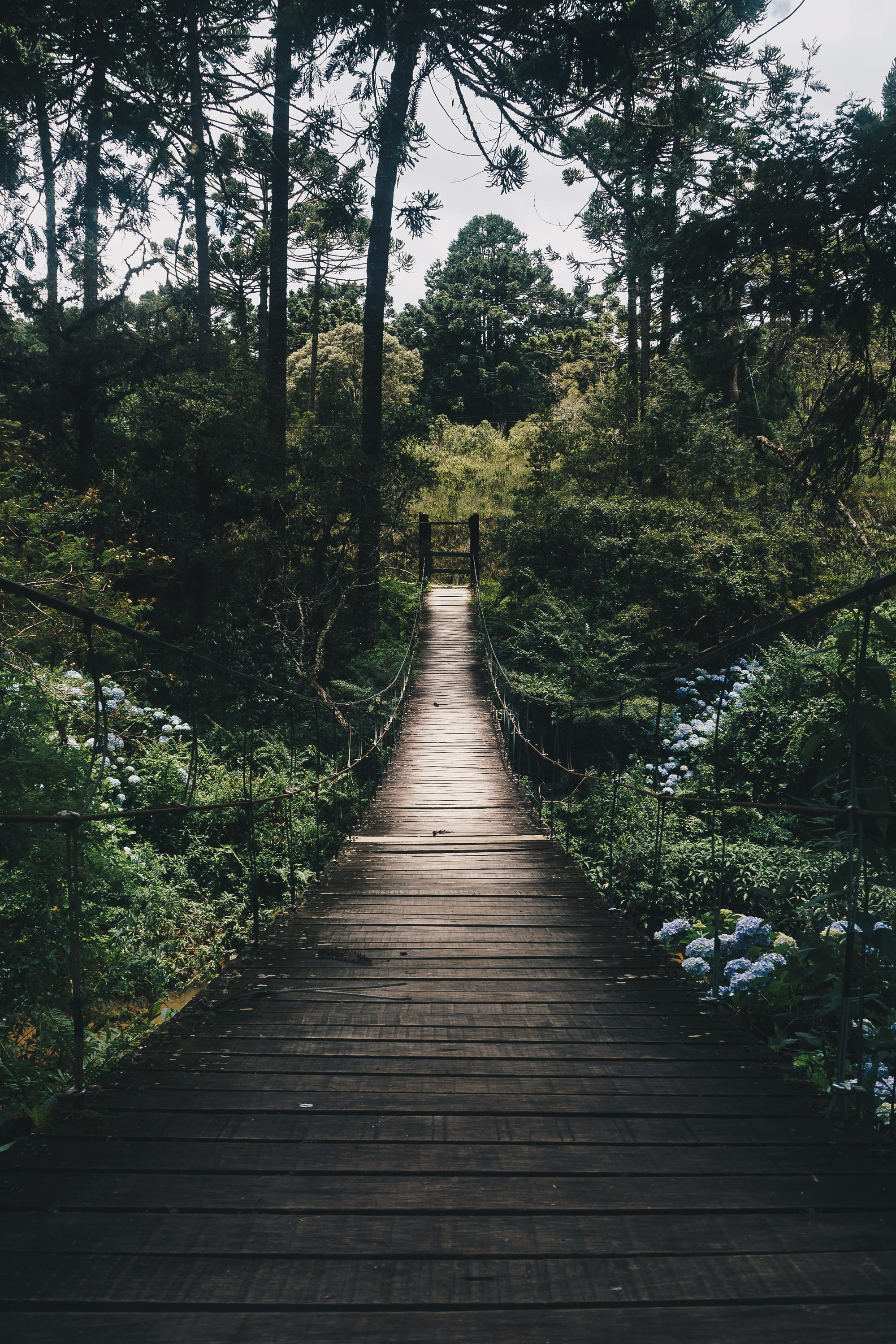 trail, rainforest, green, 2K, day, connection, plant, pathway, daylight, tranquility, garden, beauty in nature, boardwalk, non-urban scene, tree, landscape, Phone HD Wallpaper
