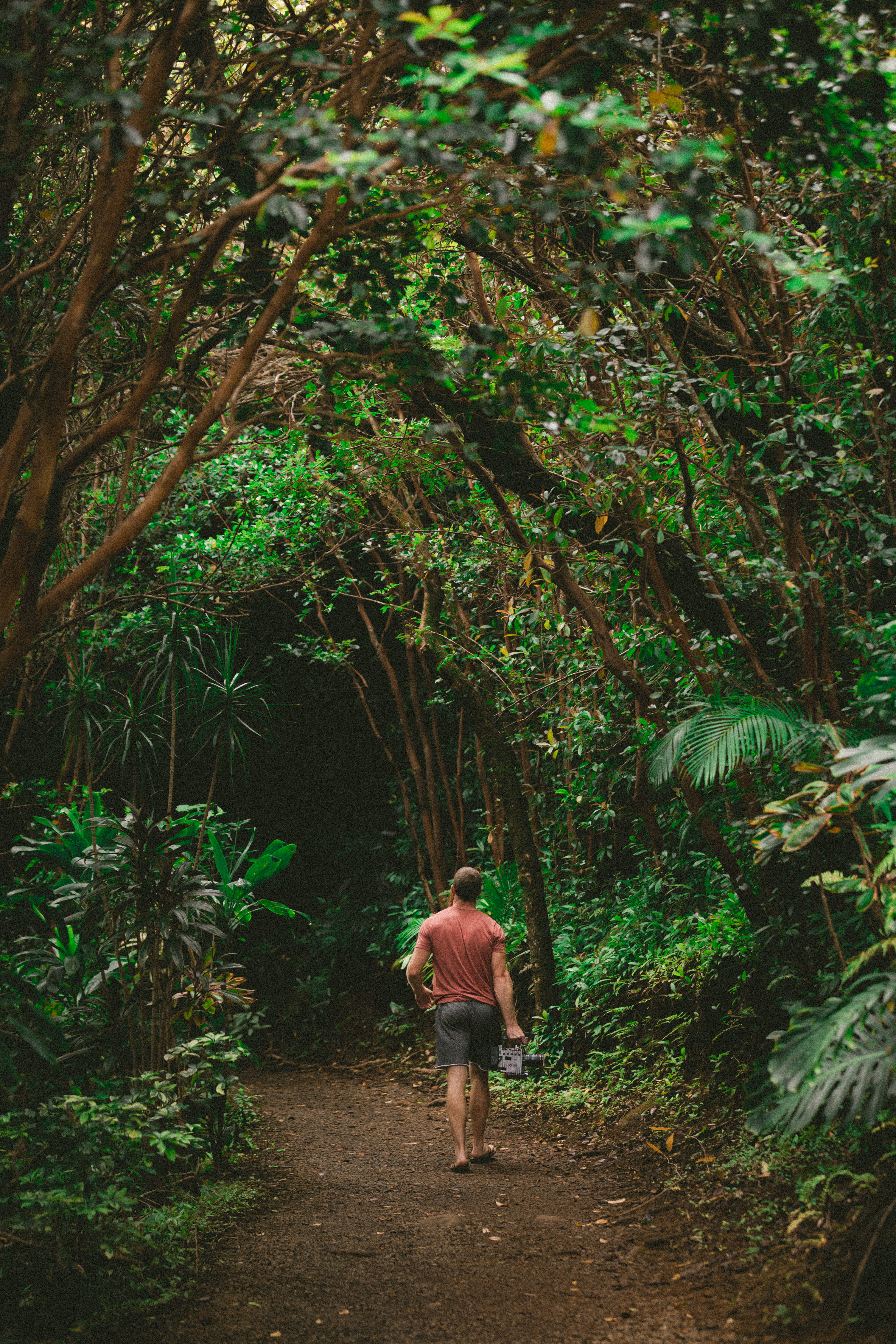 walking, growth, rear view, rainforest, one person, vegetation, lifestyles, land, adventure, flora, green color, islands, green, full length, walkway, plant, Phone HD Wallpaper