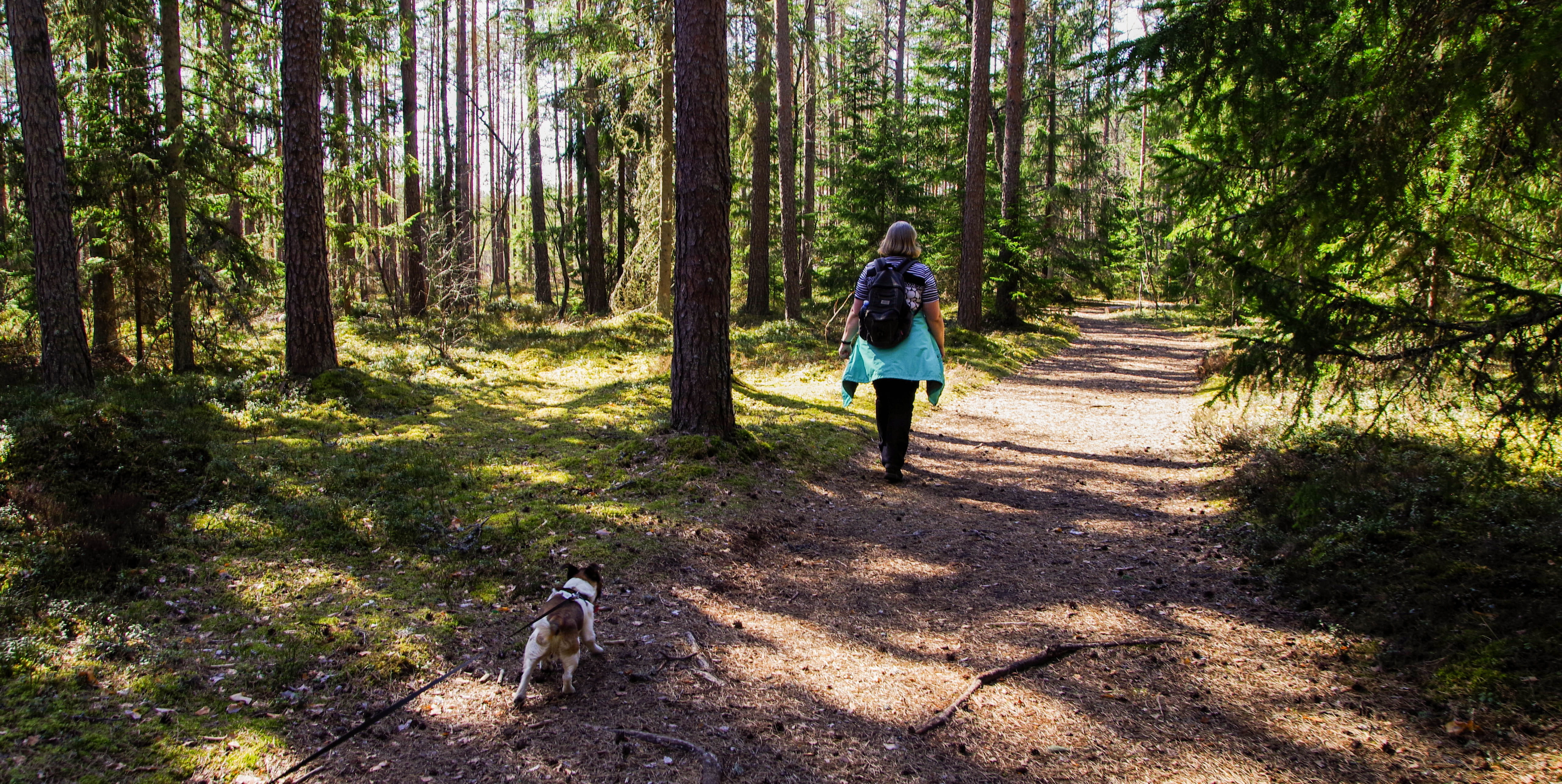 outdoors, recreation, pathway, trees, green, guidance, plant, park, road, day, dog, walking, leisure activity, person, landscape, growth, hiking, backpack, HD Wallpaper