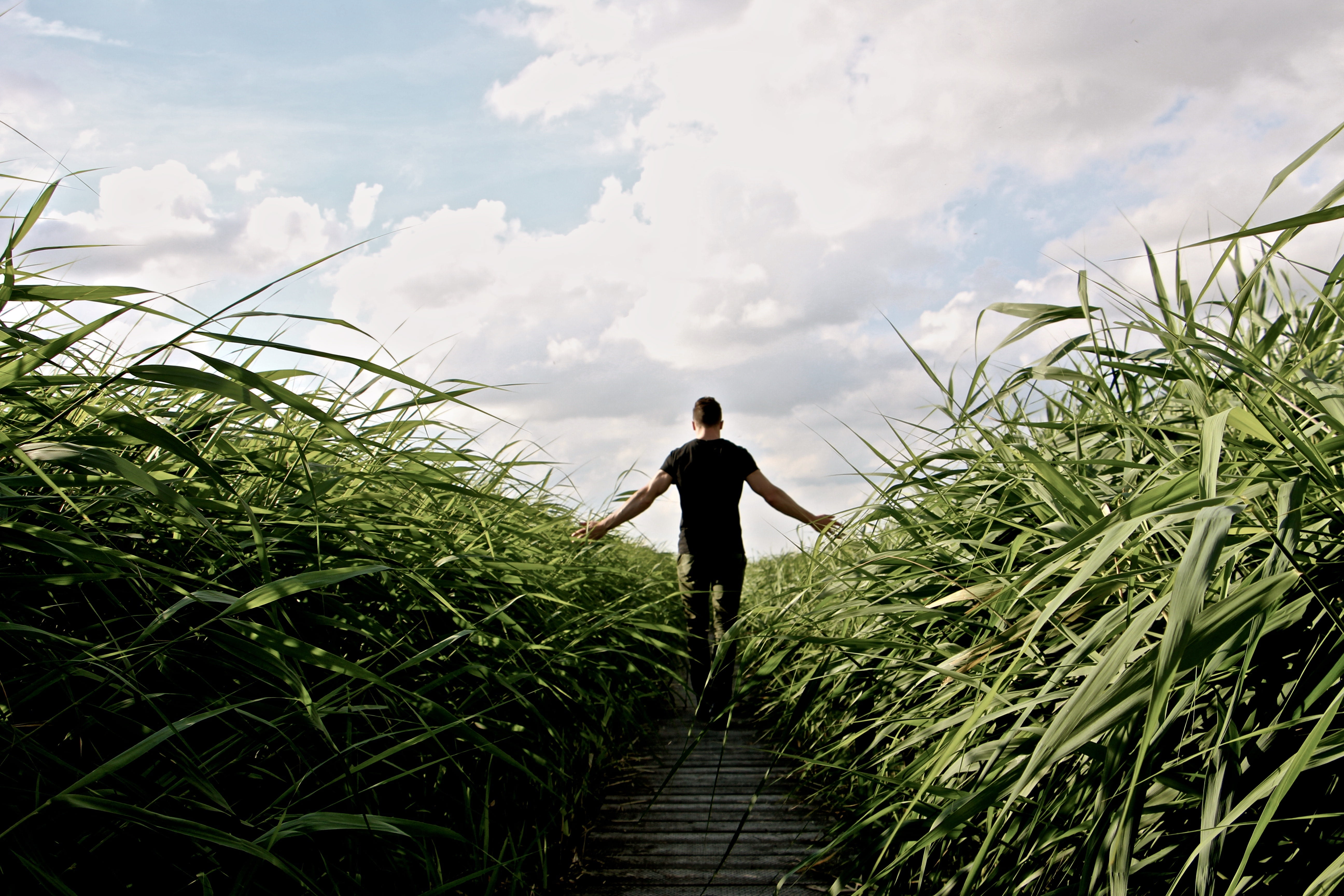 walk, promenade, recovery, nature, rear view, relax, landscape, go for a walk, away, beauty in nature, growth, land, high grass, full length, men, green color, HD Wallpaper