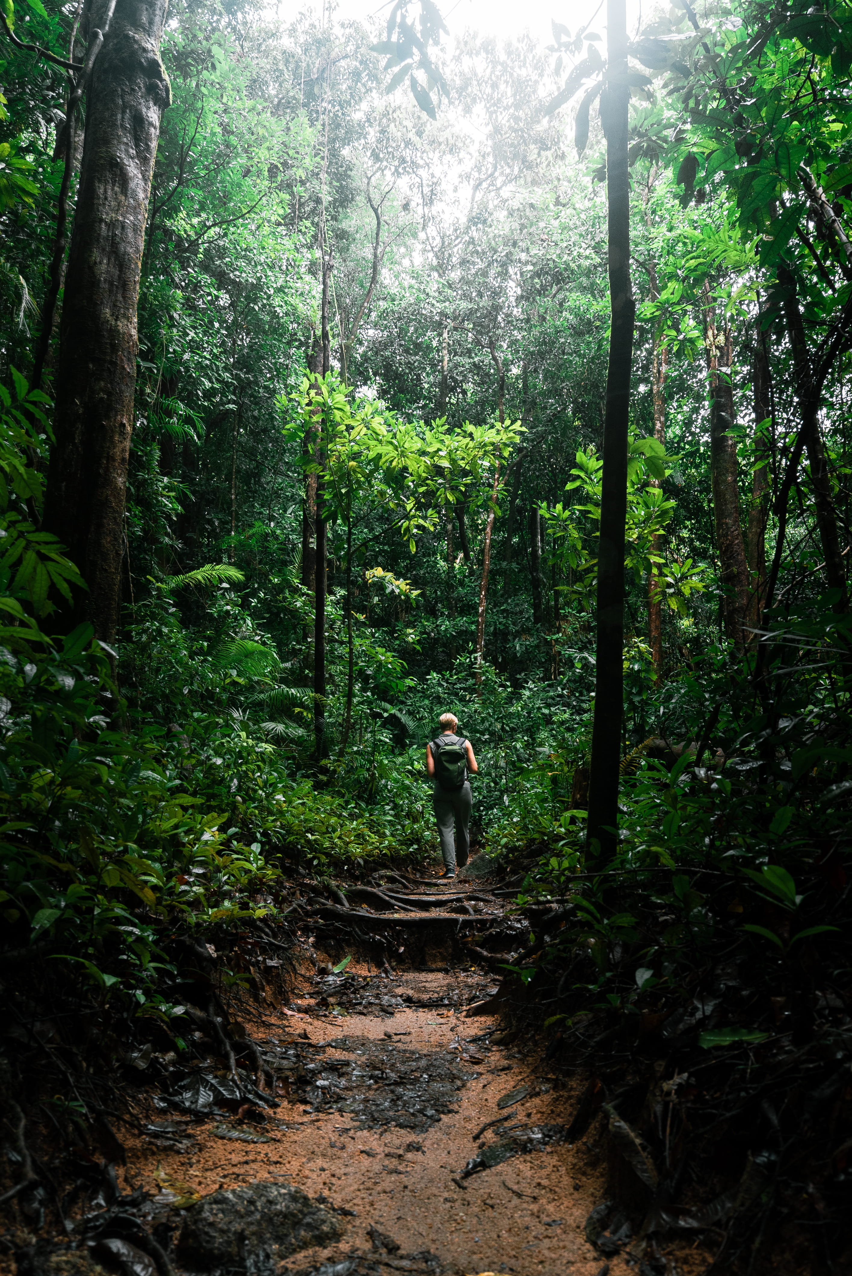 growth, full length, water, trail, path, human, forests, nature, one person, walking, plant, wanderlust, day, woodland, rear view, 4K, rainforest, land, Phone HD Wallpaper