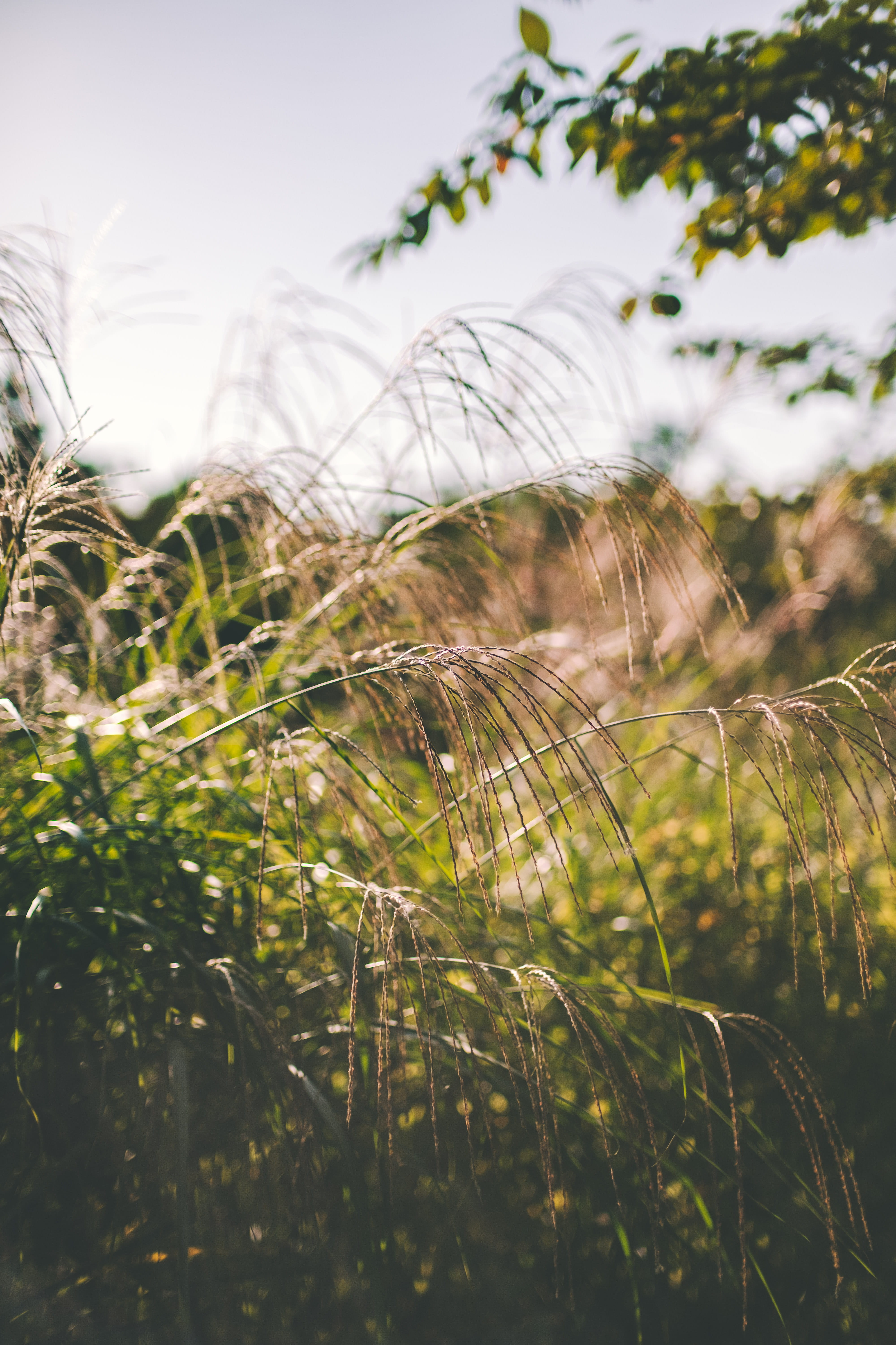 south korea, beauty in nature, 5K, nature, agriculture, close-up, selective focus, no people, green color, sky, tranquility, field, outdoors, freshness, Phone HD Wallpaper