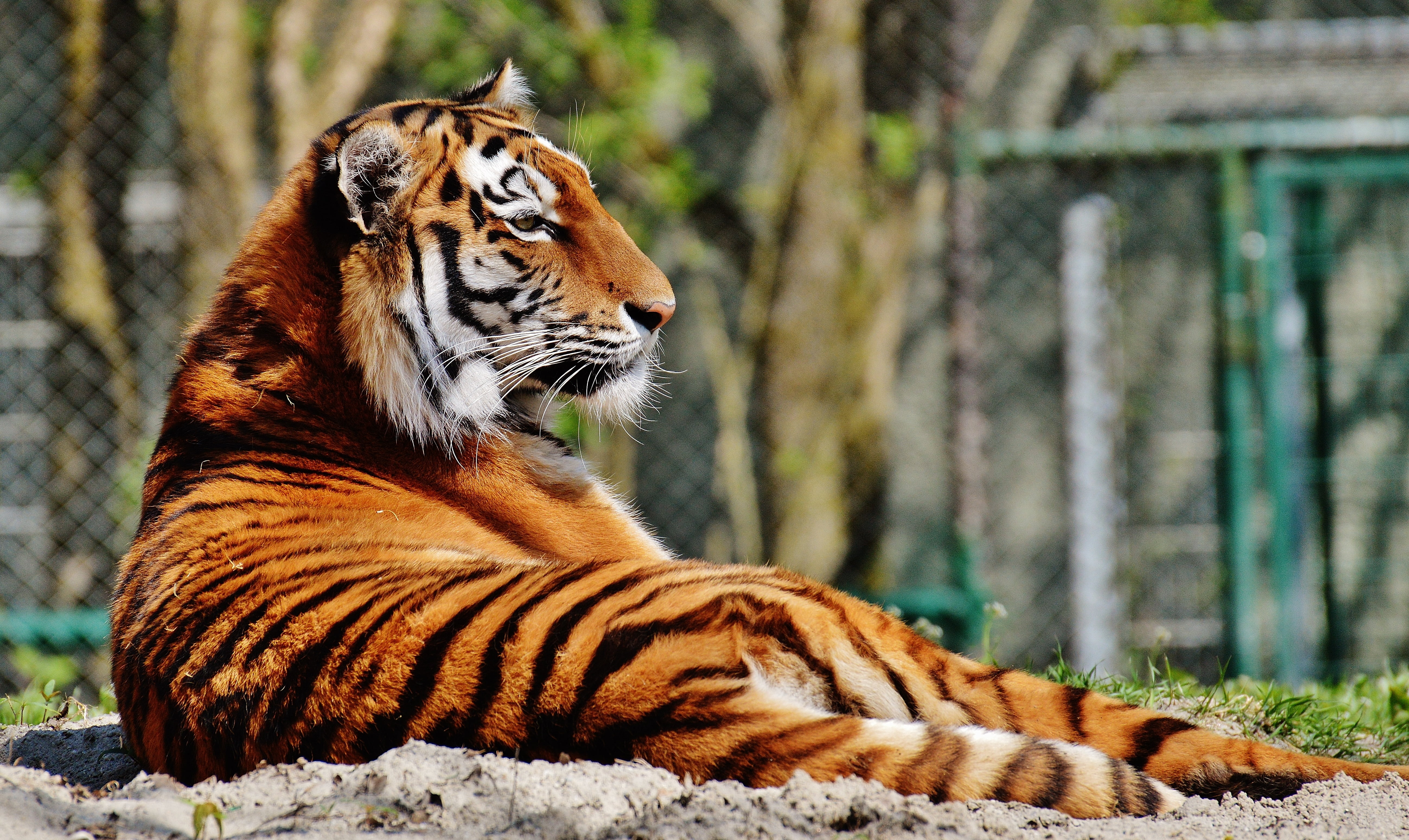 no people, tierpark hellabrunn, zoo, big cat, outdoors, tigris River, whisker, bengal Tiger, striped, focus, daytime, large, orange, animal themes, animals in the wild, HD Wallpaper