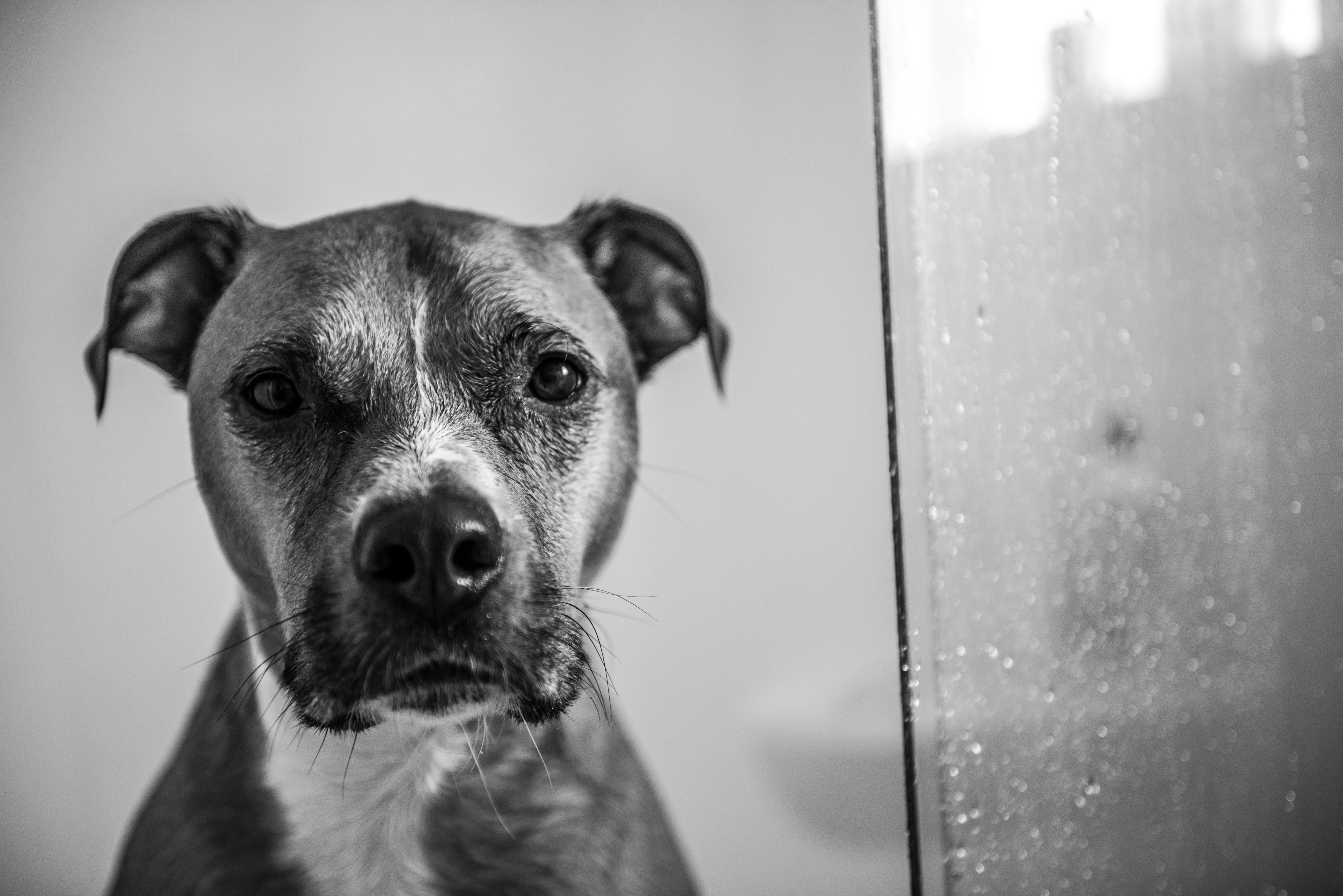 domestic, animal body part, vertebrate, focus, blur, american, monochrome, looking at camera, animal photography, adorable, bull, portrait, focus on foreground, HD Wallpaper