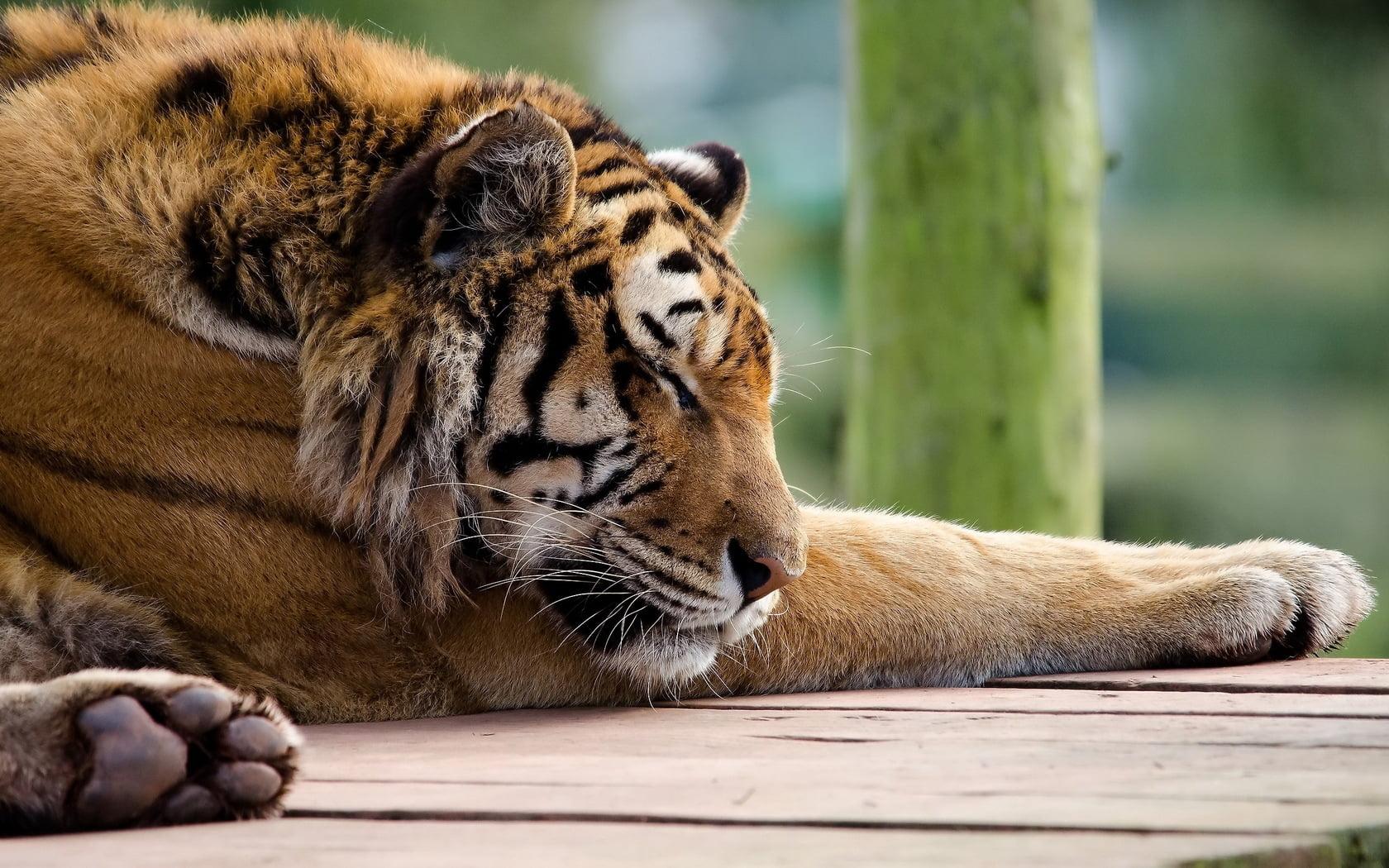 cat, animals in captivity, animals Hunting, carnivore, animal themes, color Image, wood - material, portrait, safari Animals, vertebrate, brown, no people, HD Wallpaper